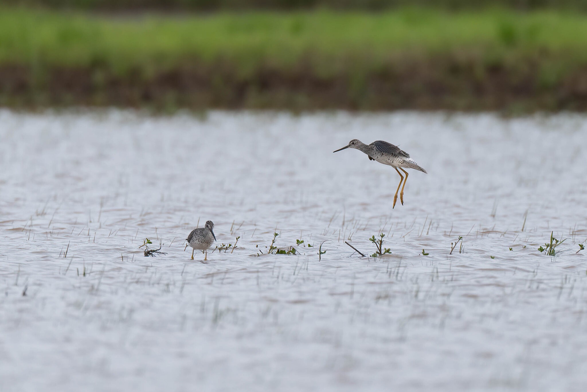 Greater Yellowlegs 3.jpg