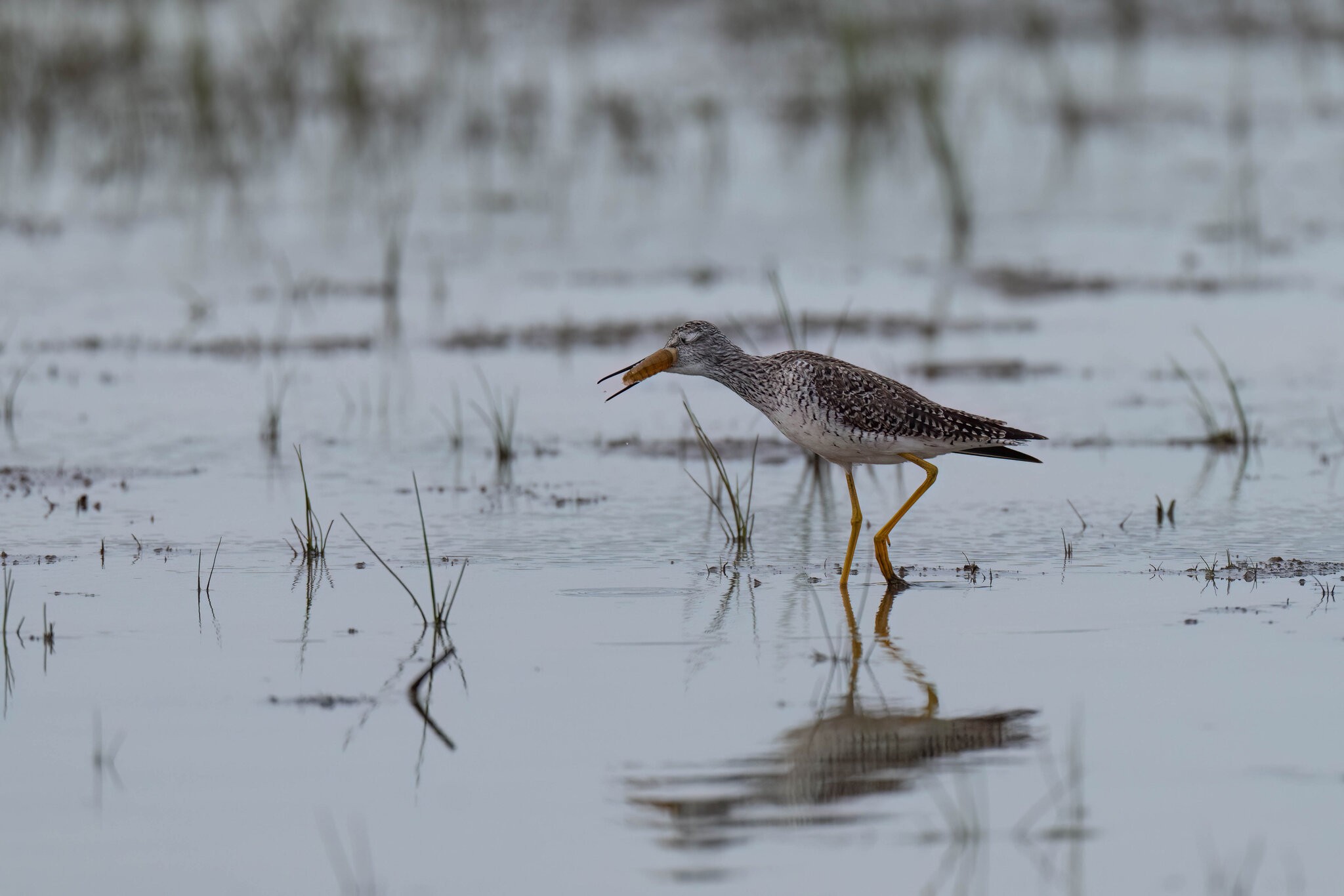 Greater Yellowlegs 4.jpg