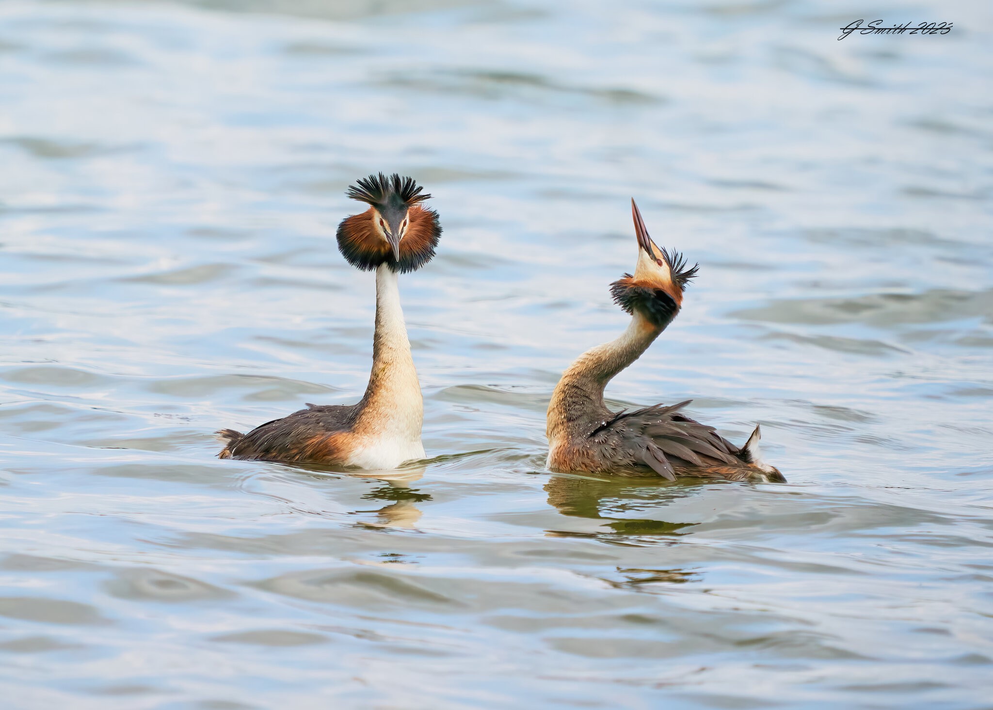 grebe 2023 13.jpg