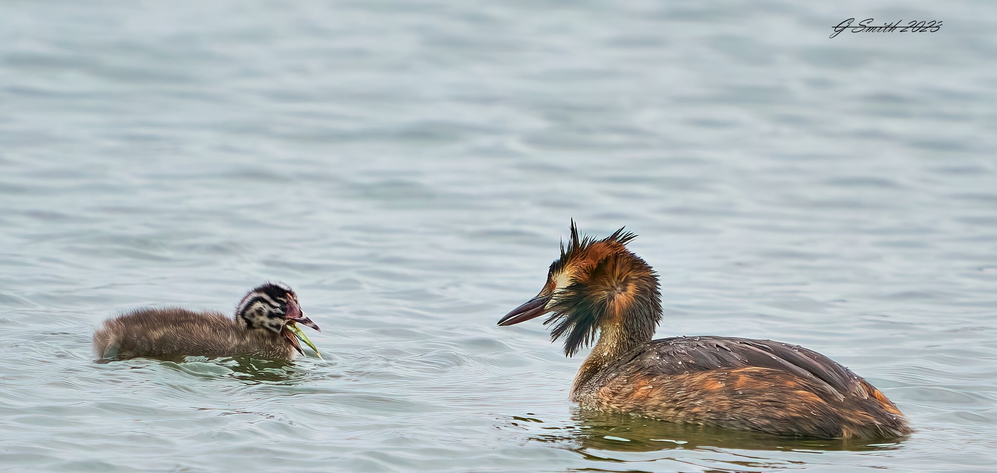 grebe 2023 14.jpg