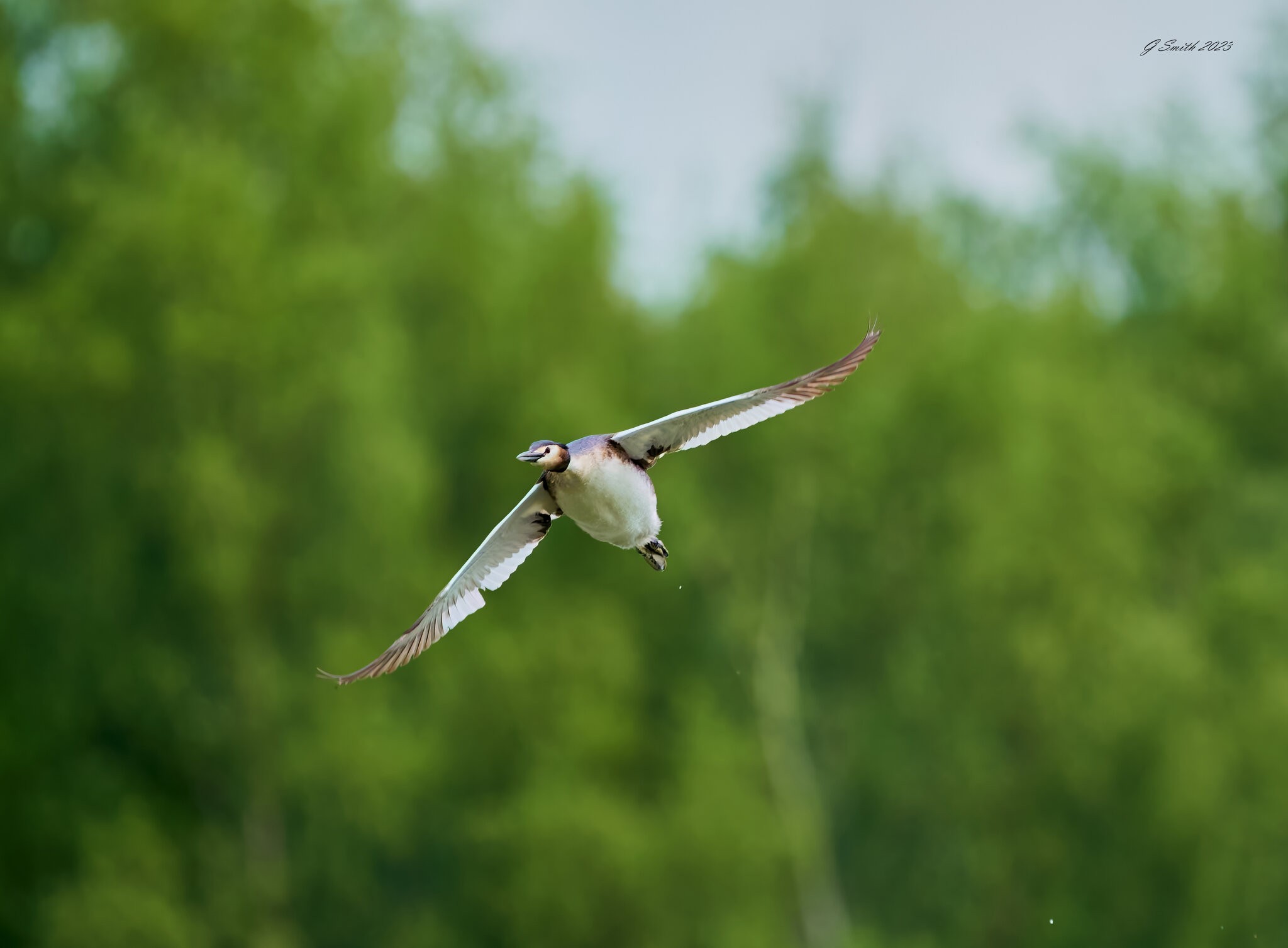 grebe 2023 17.jpg