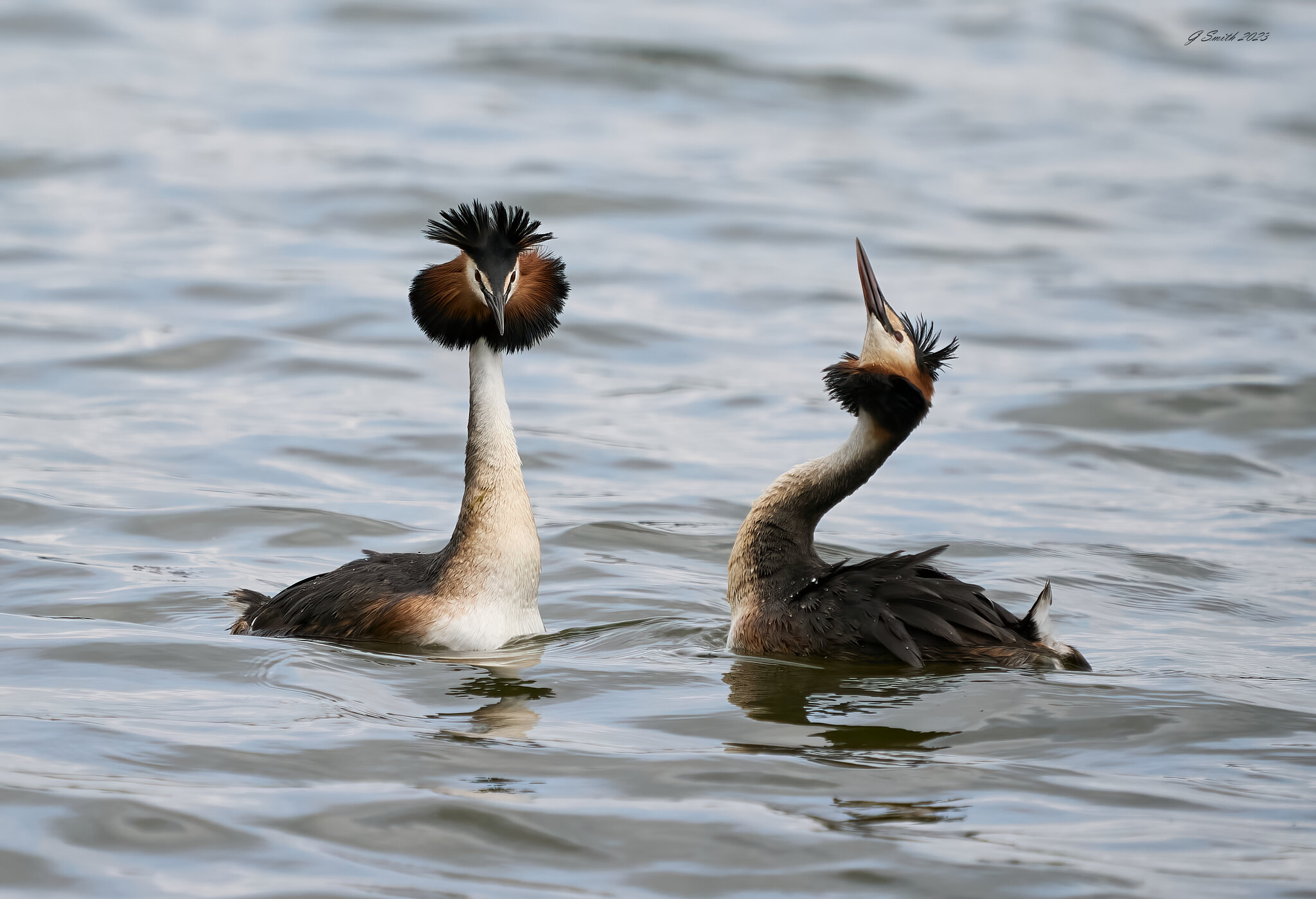 grebe 2023 21.jpg