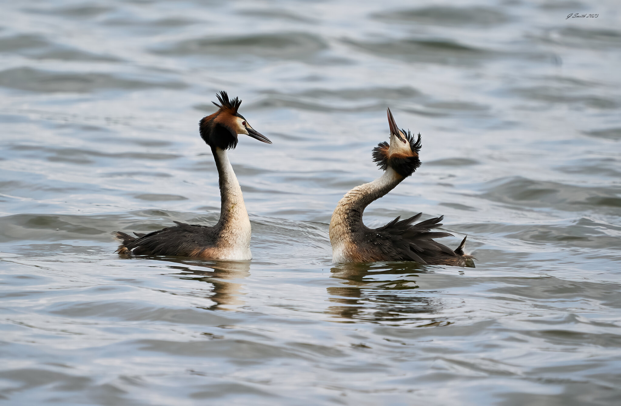 grebe 2023 24.jpg