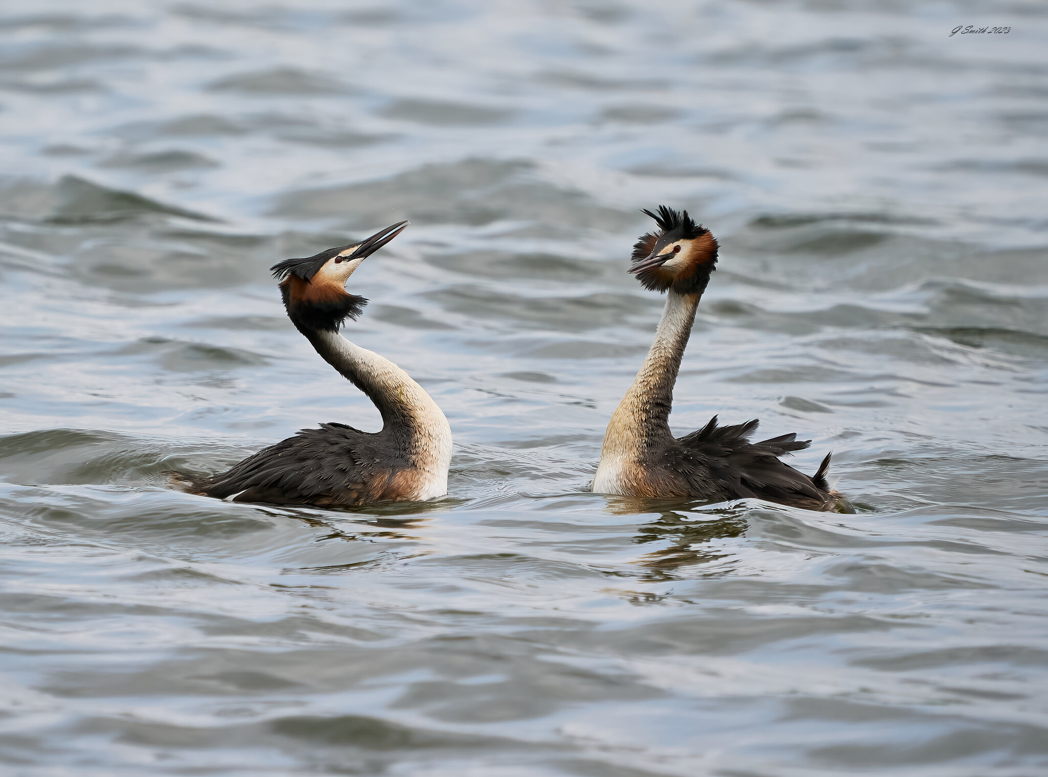 grebe 2023 26.jpg