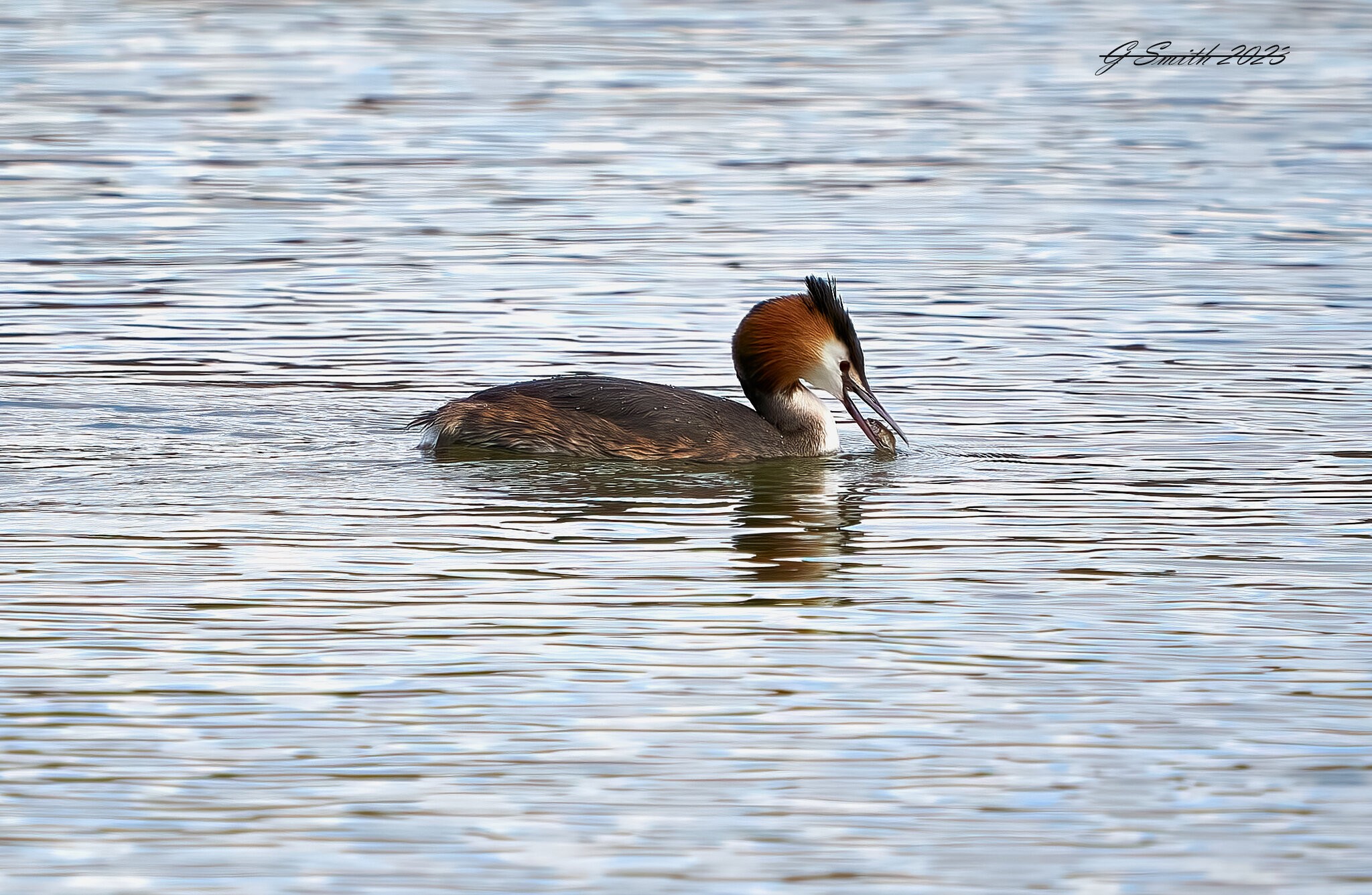 grebe 2023 3.jpg