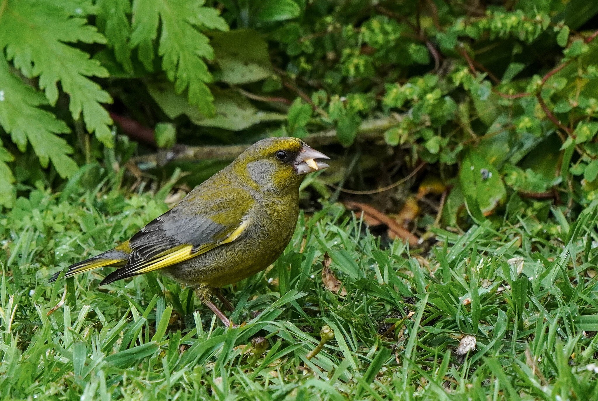 Green finch 1 (1 of 1).jpg