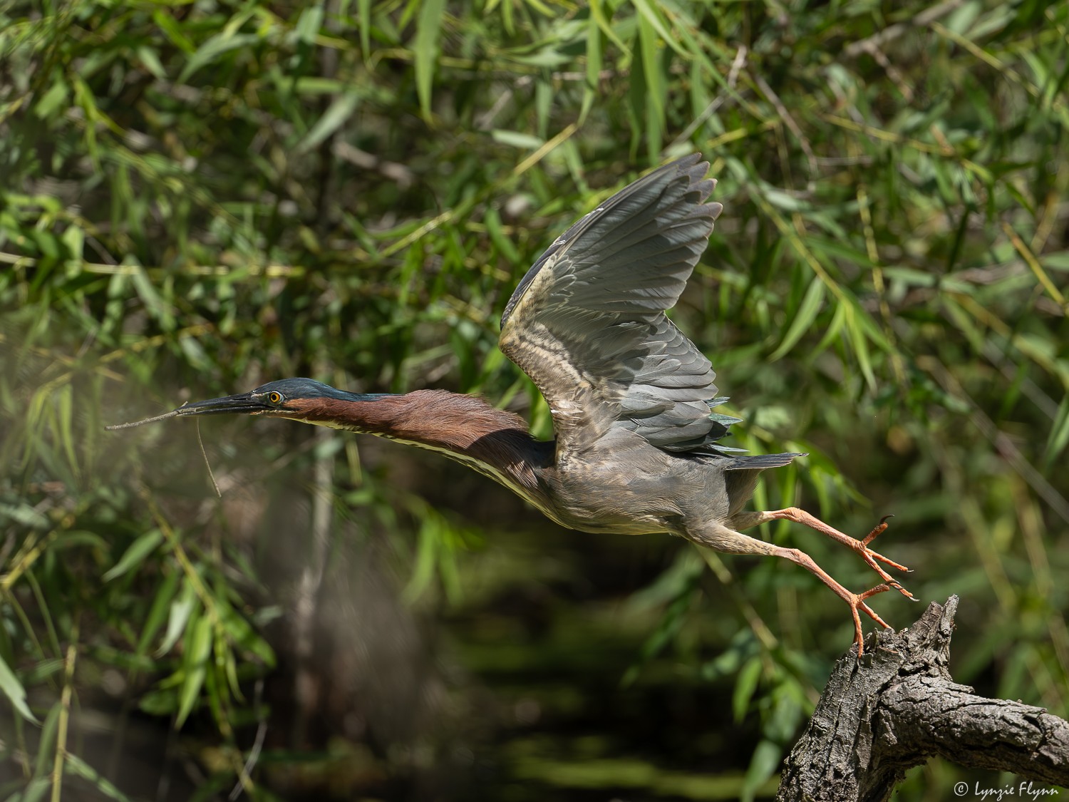 Green Heron 27541.jpg