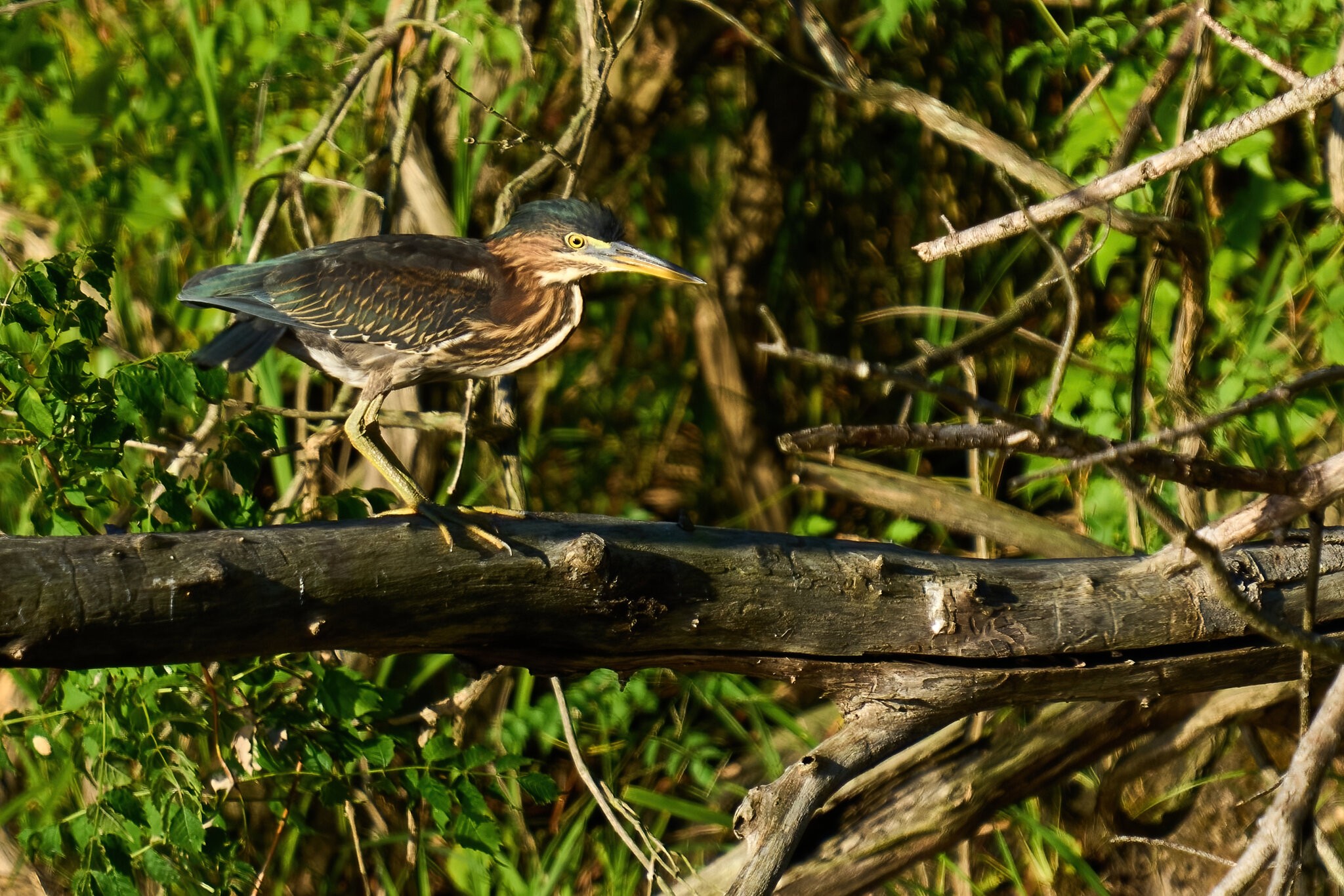 Green Heron - Bombay Hook NWR - 08142022 - 01-DN.jpg