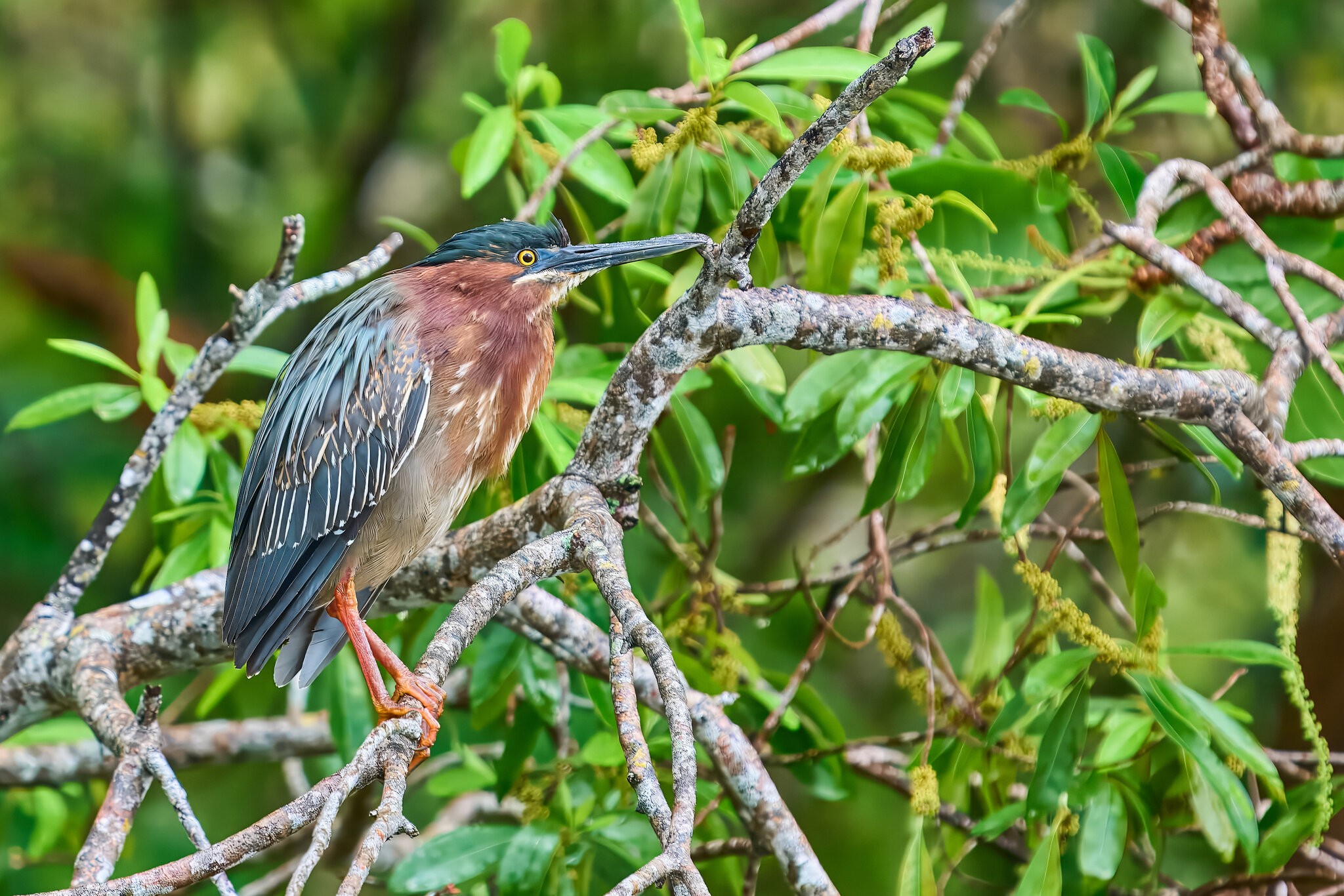Green Heron - Brewer Park - 03292026 - 01 - rDN.jpg