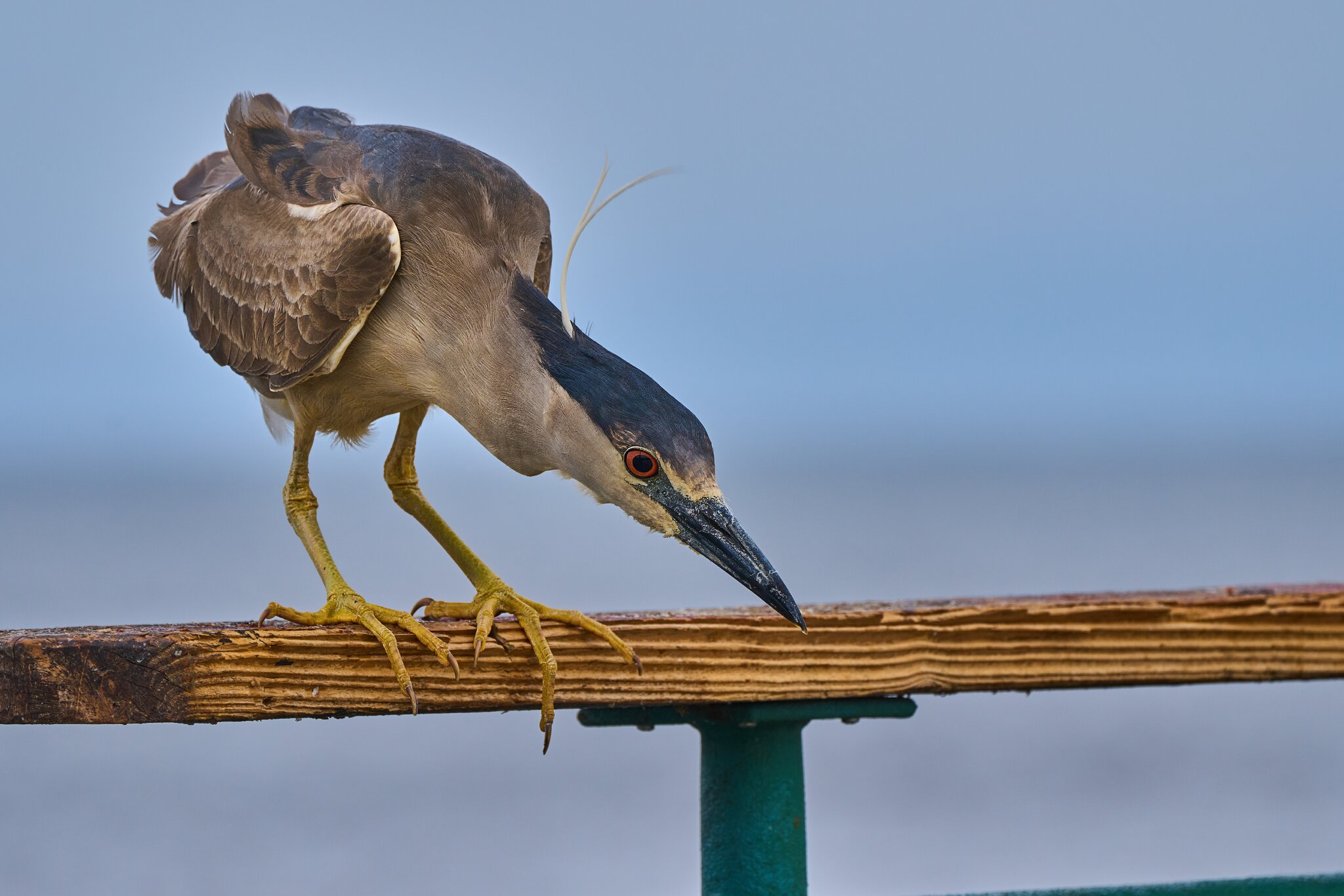 Green Heron - Redondo Beach - 05192024 - 01- DN.jpg