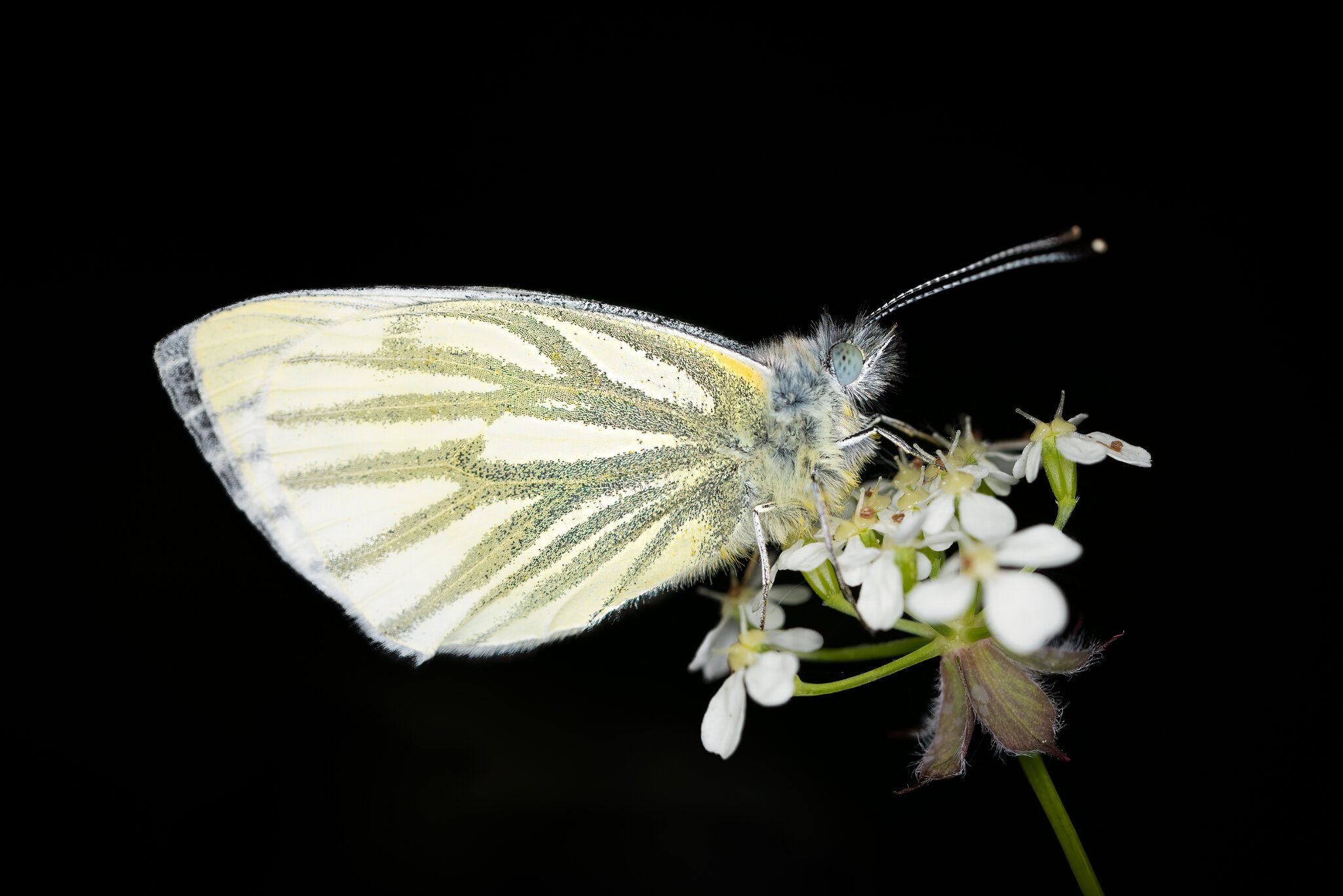 Green veined white butterfly.jpeg