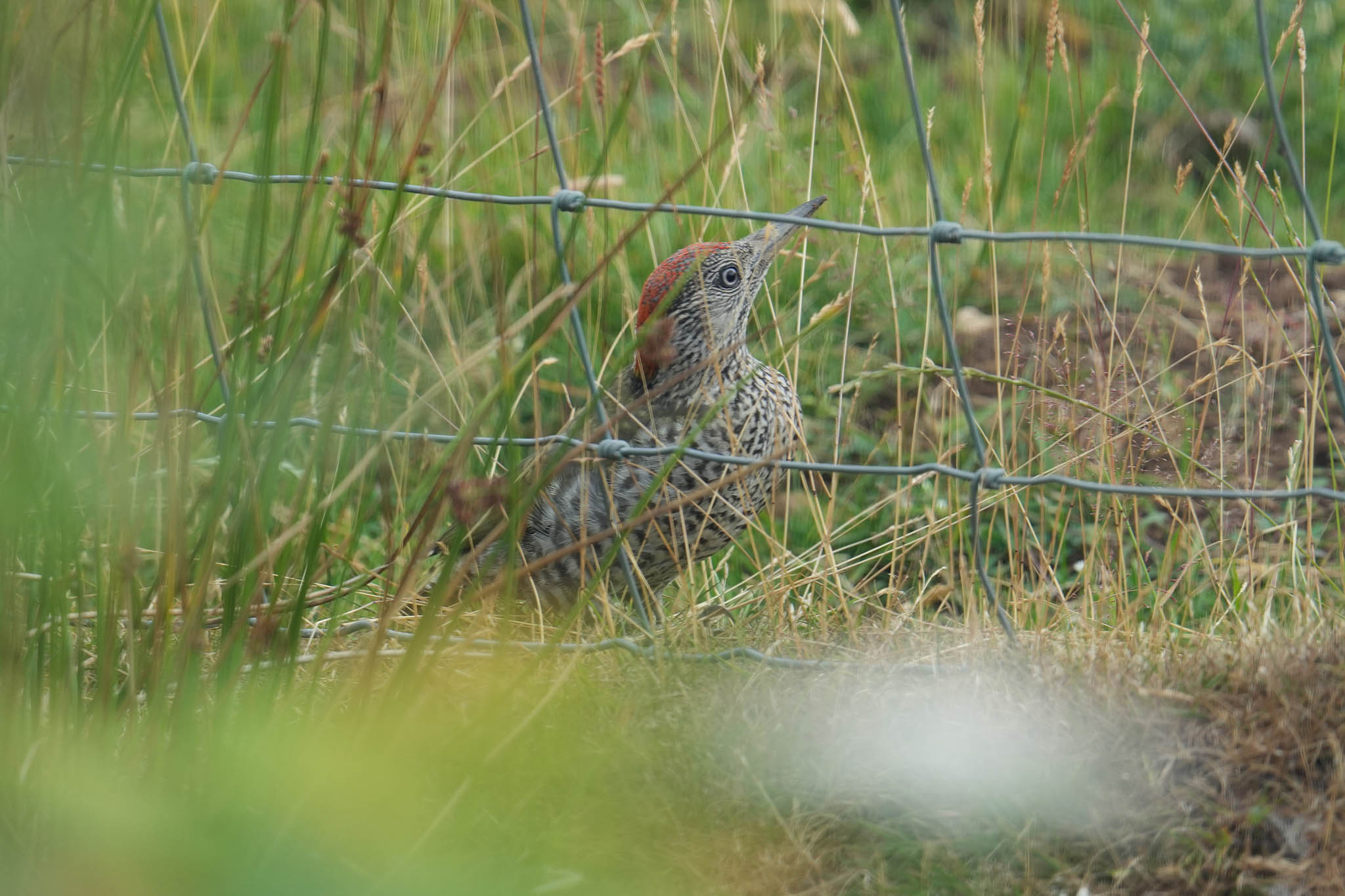 Green-Woodpecker-DSC07603-2048px.jpg