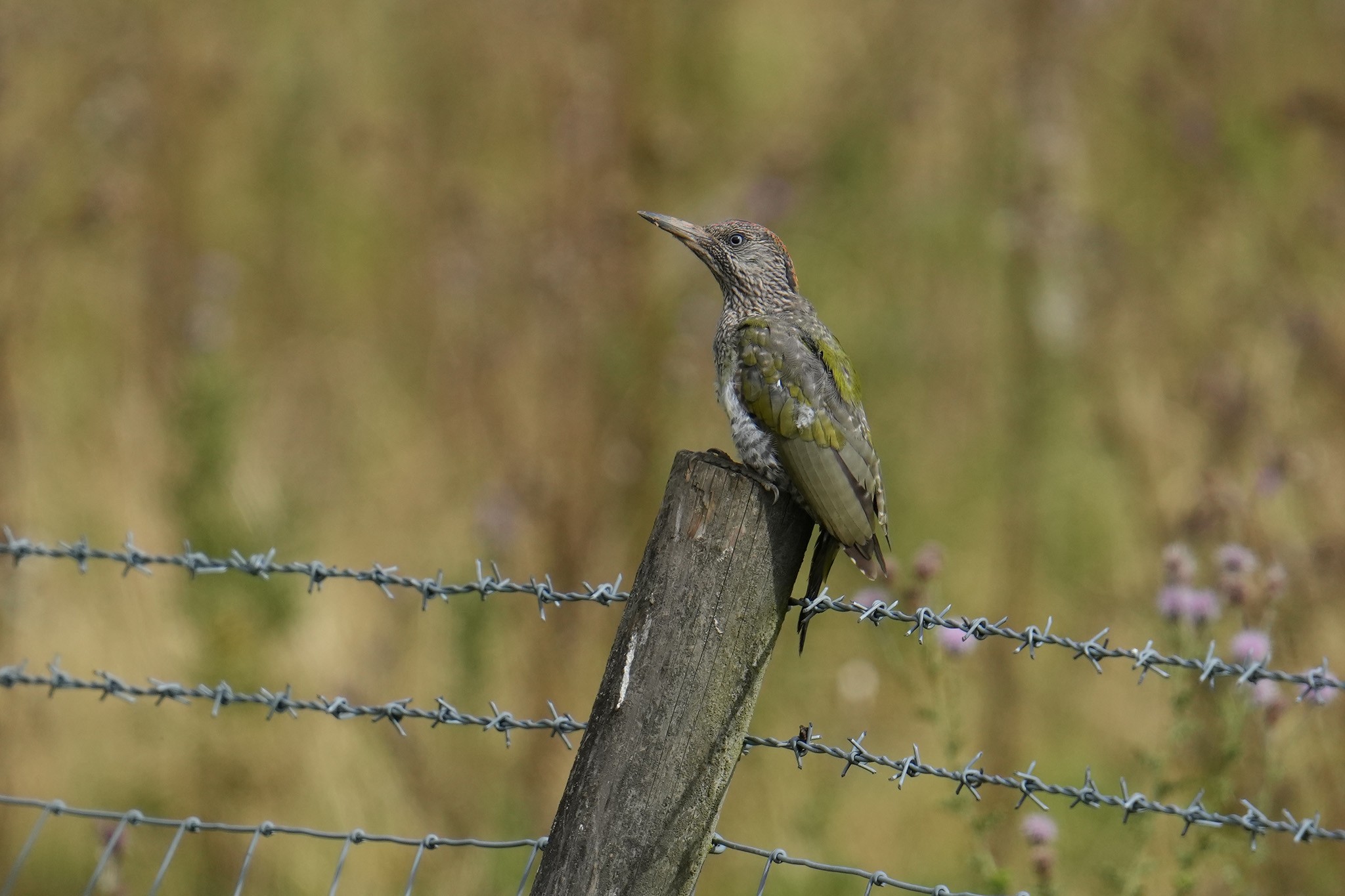 Green-Woodpecker-DSC07805-2048px.jpg