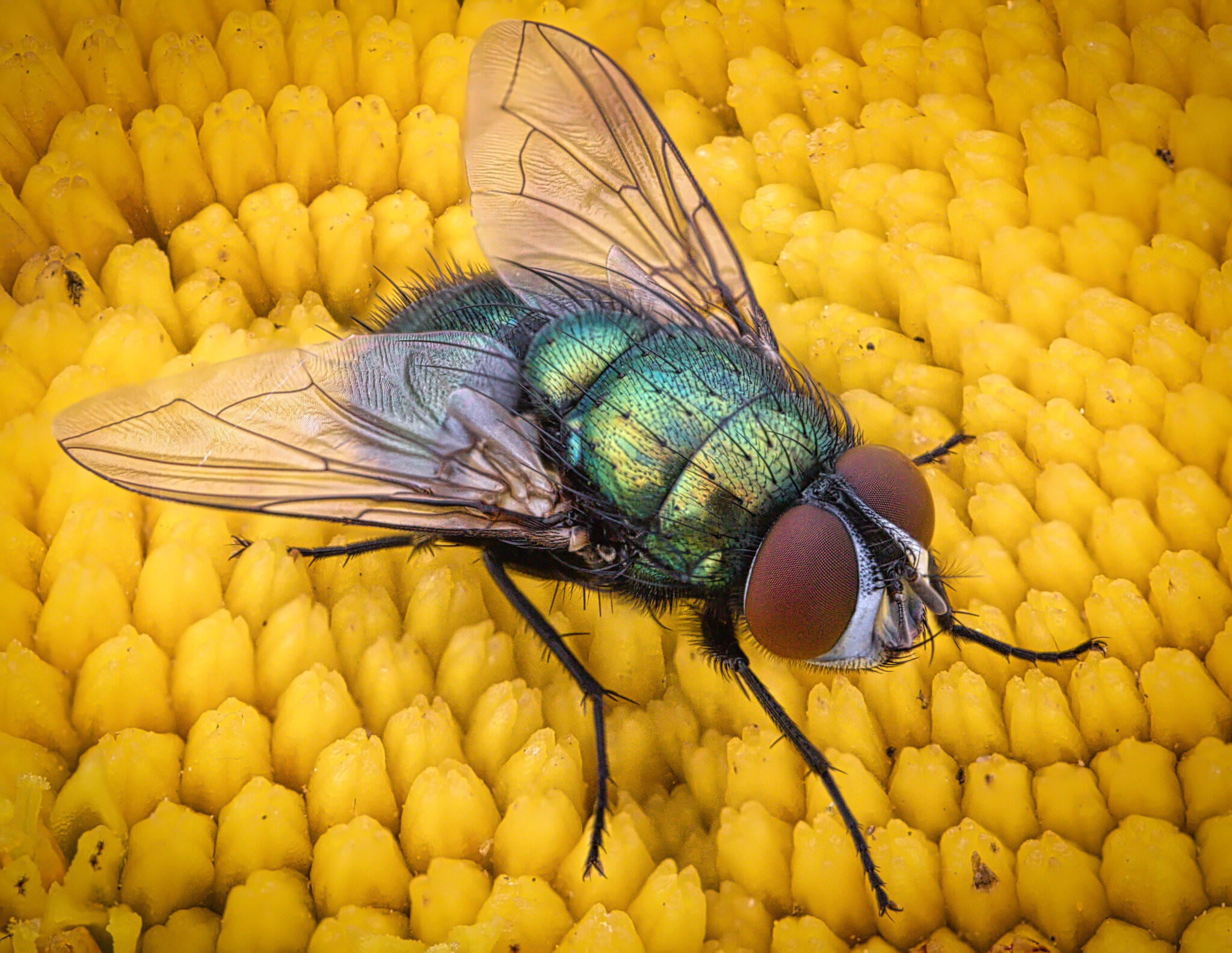 greenbottle gymnochaeta viridis.jpeg