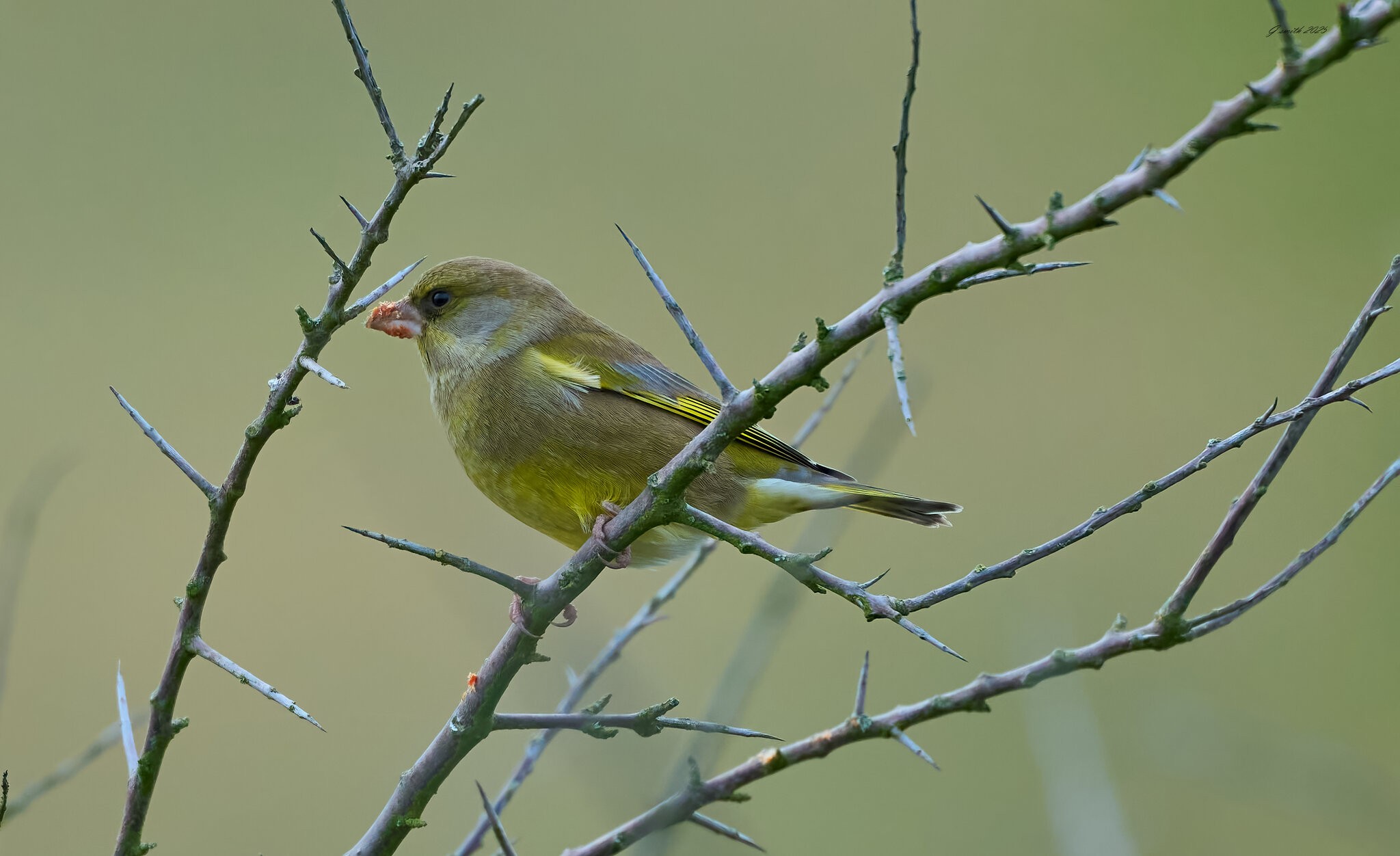 greenfinch 2025 _3.jpg