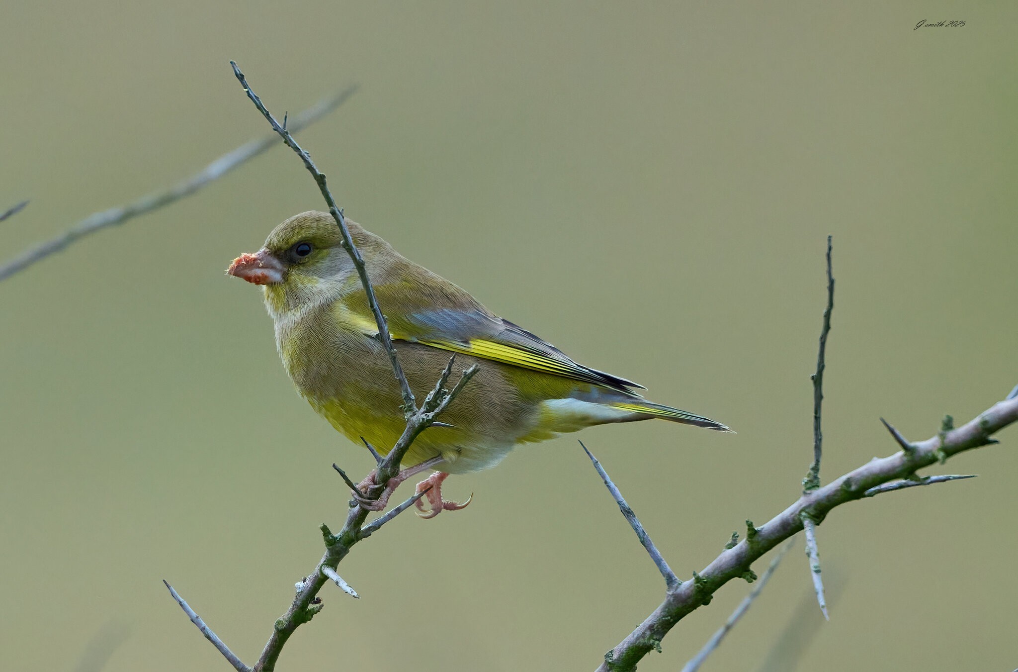 greenfinch 2025 .jpg