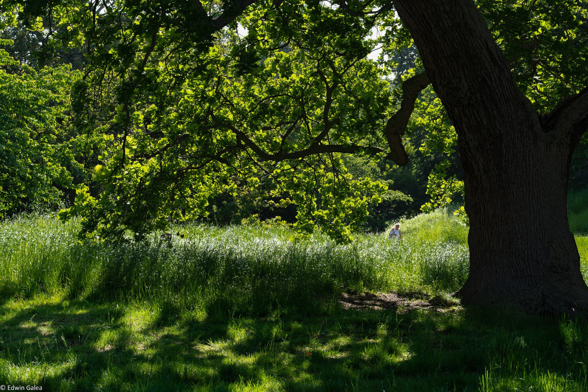 greenwich park-2.jpg