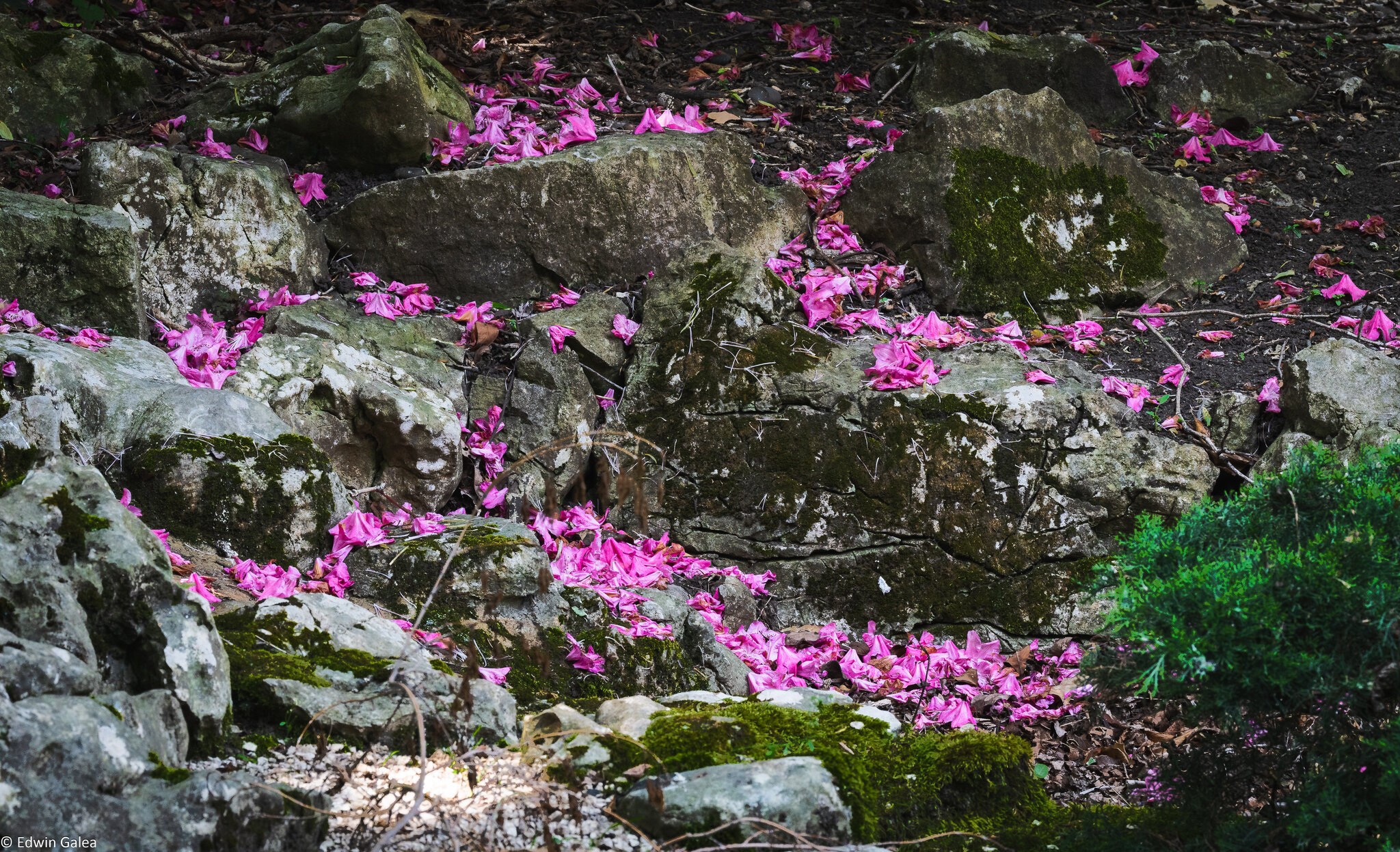 greenwich park fallen petals-3.jpg