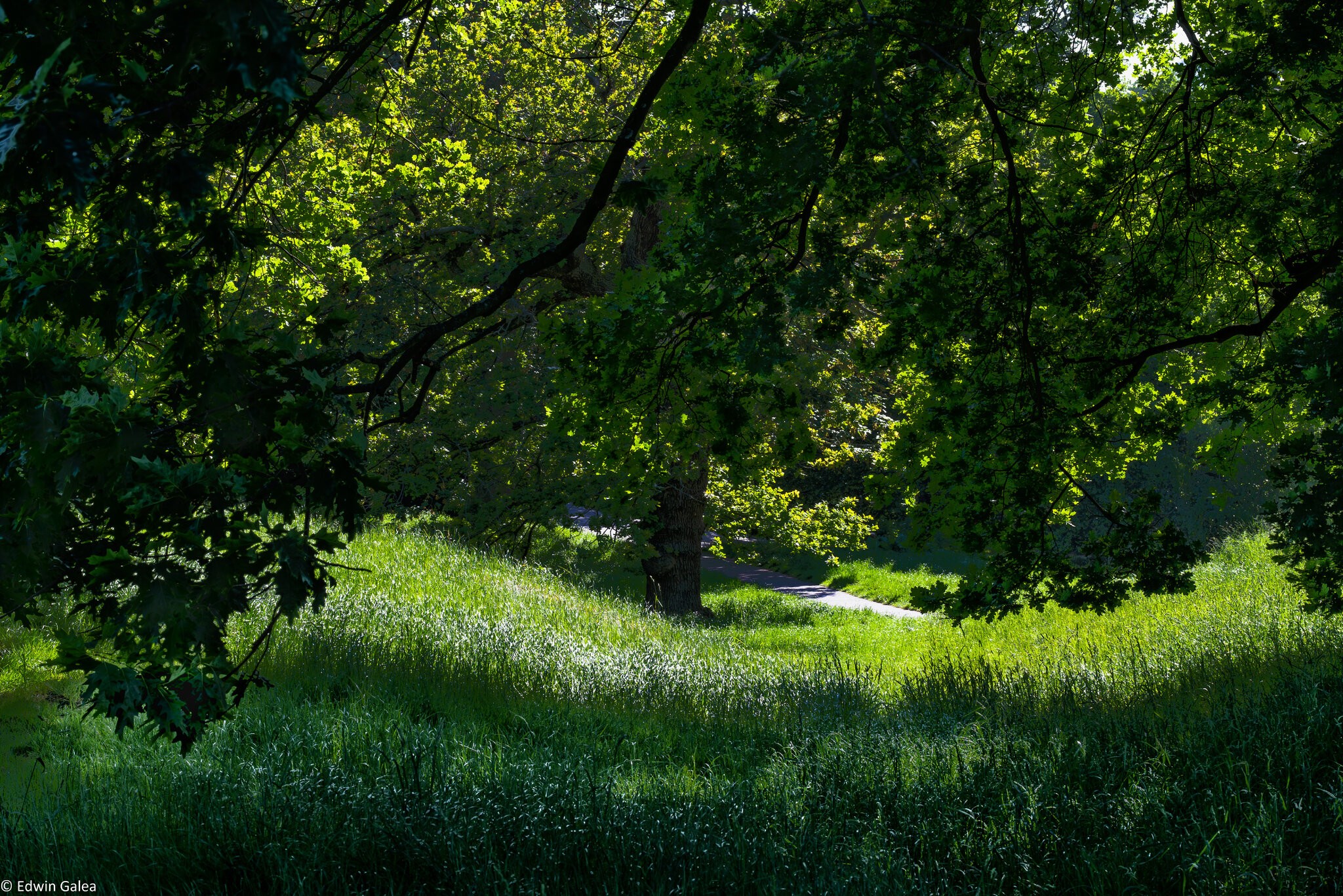 greenwich park_ps-4.jpg