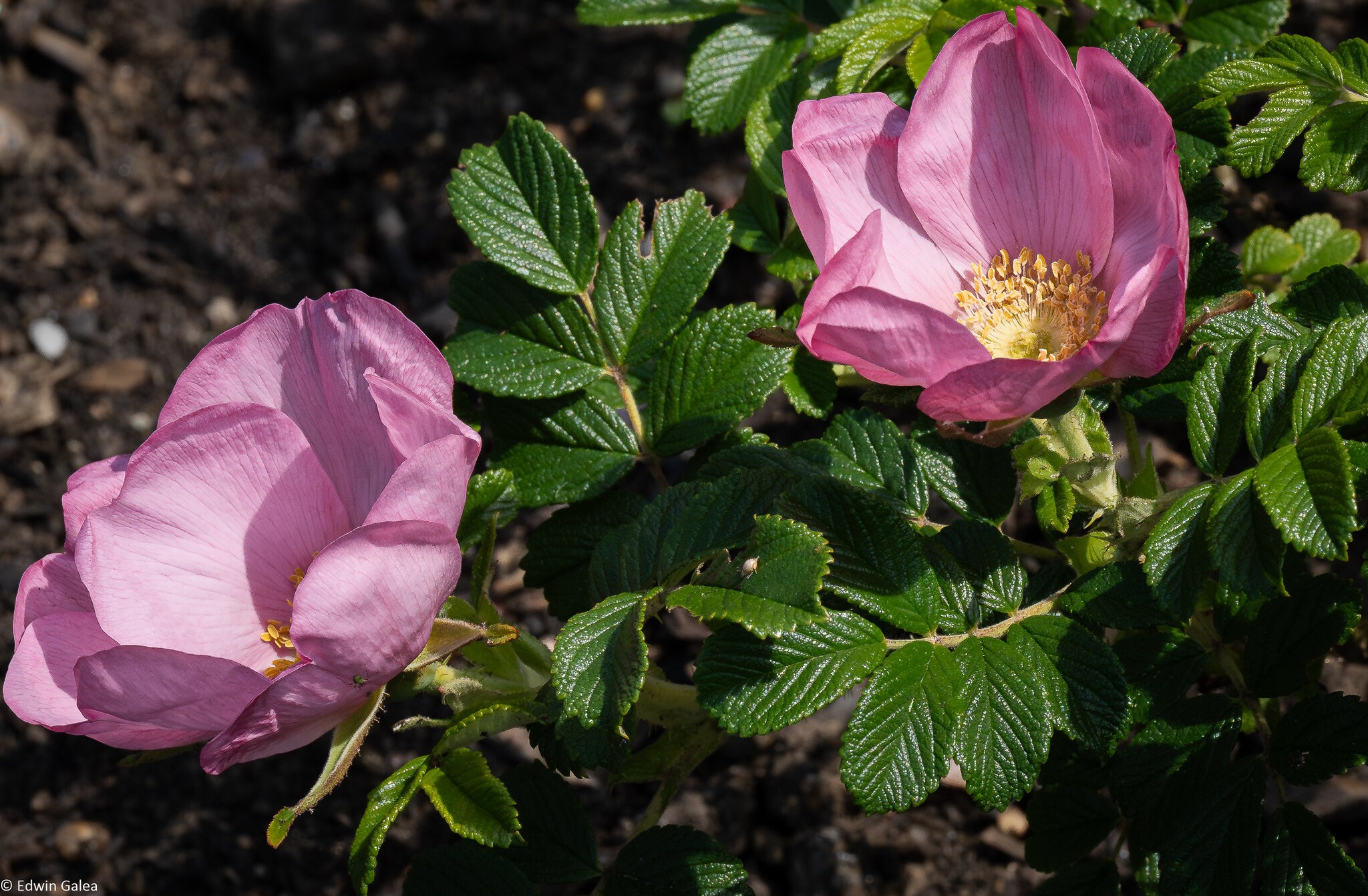 Greenwich Rosa Rugosa-1.jpg