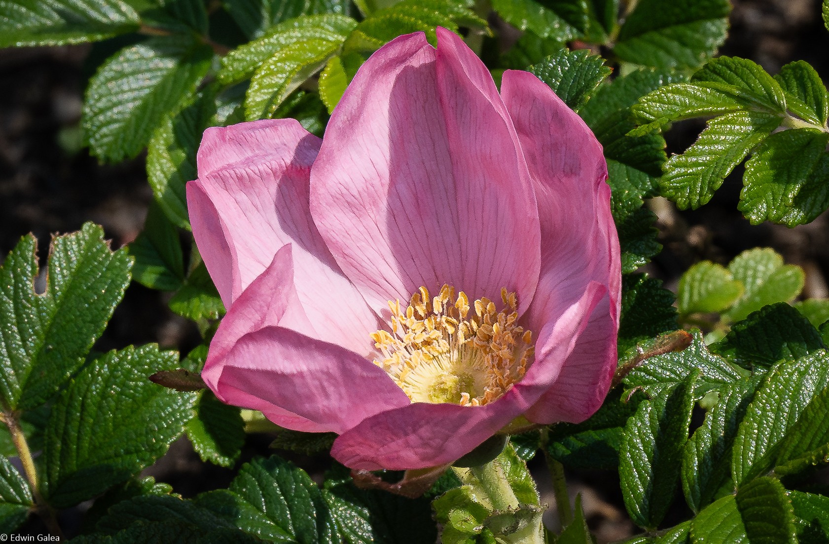 Greenwich Rosa Rugosa-2.jpg