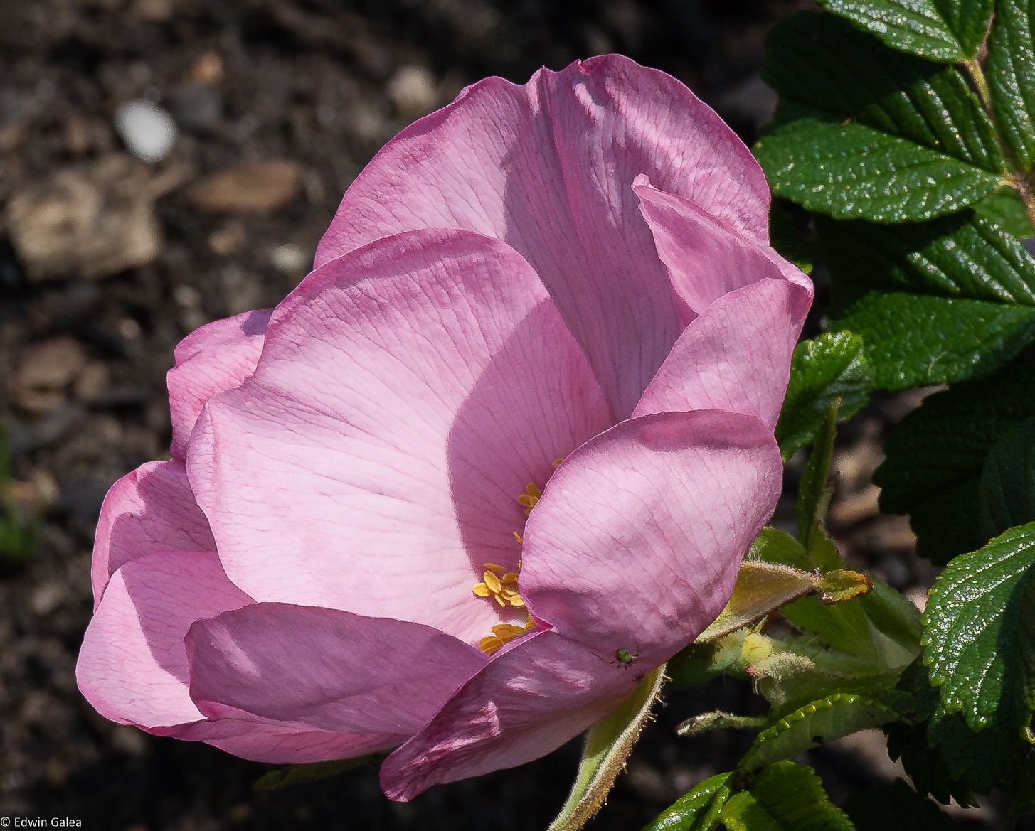 Greenwich Rosa Rugosa-3.jpg