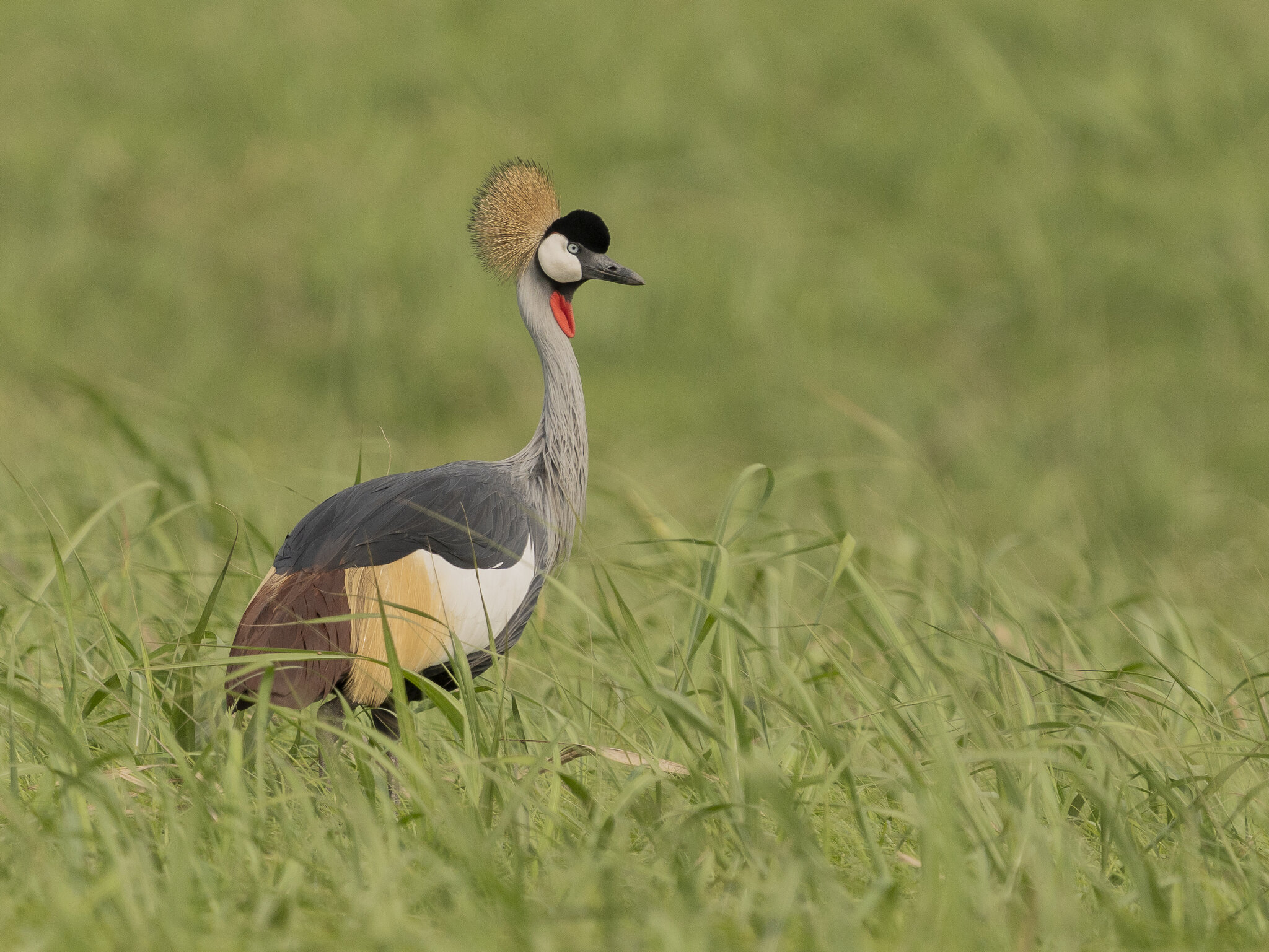 Grey Crowned Crane-06902.jpg