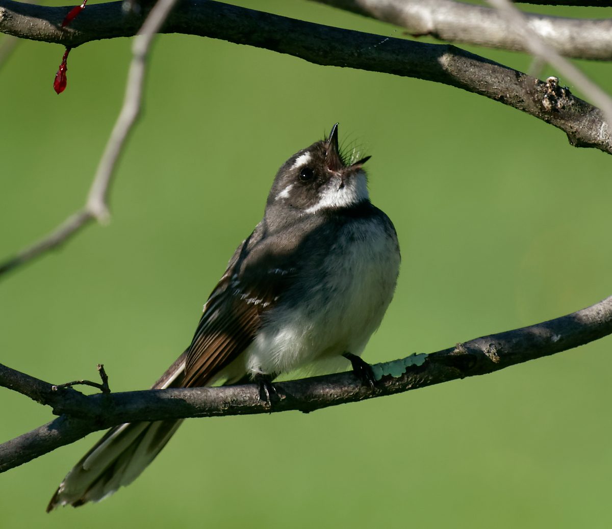 Grey Fantail calling (1).jpg