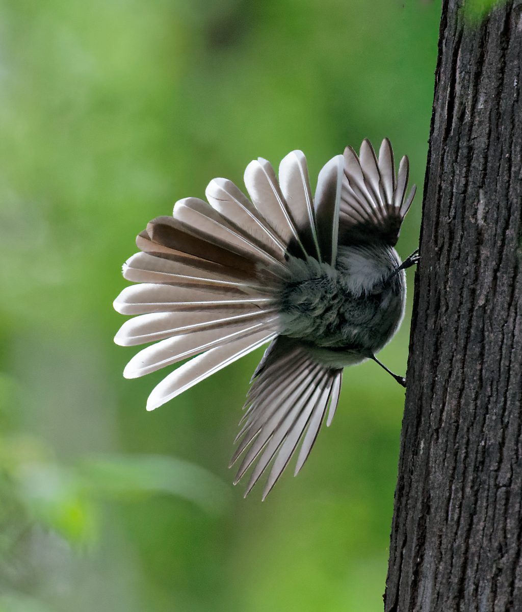 Grey Fantail display (2).jpg