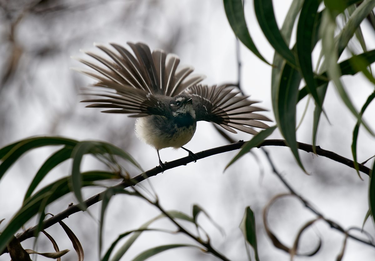 Grey Fantail display.jpg