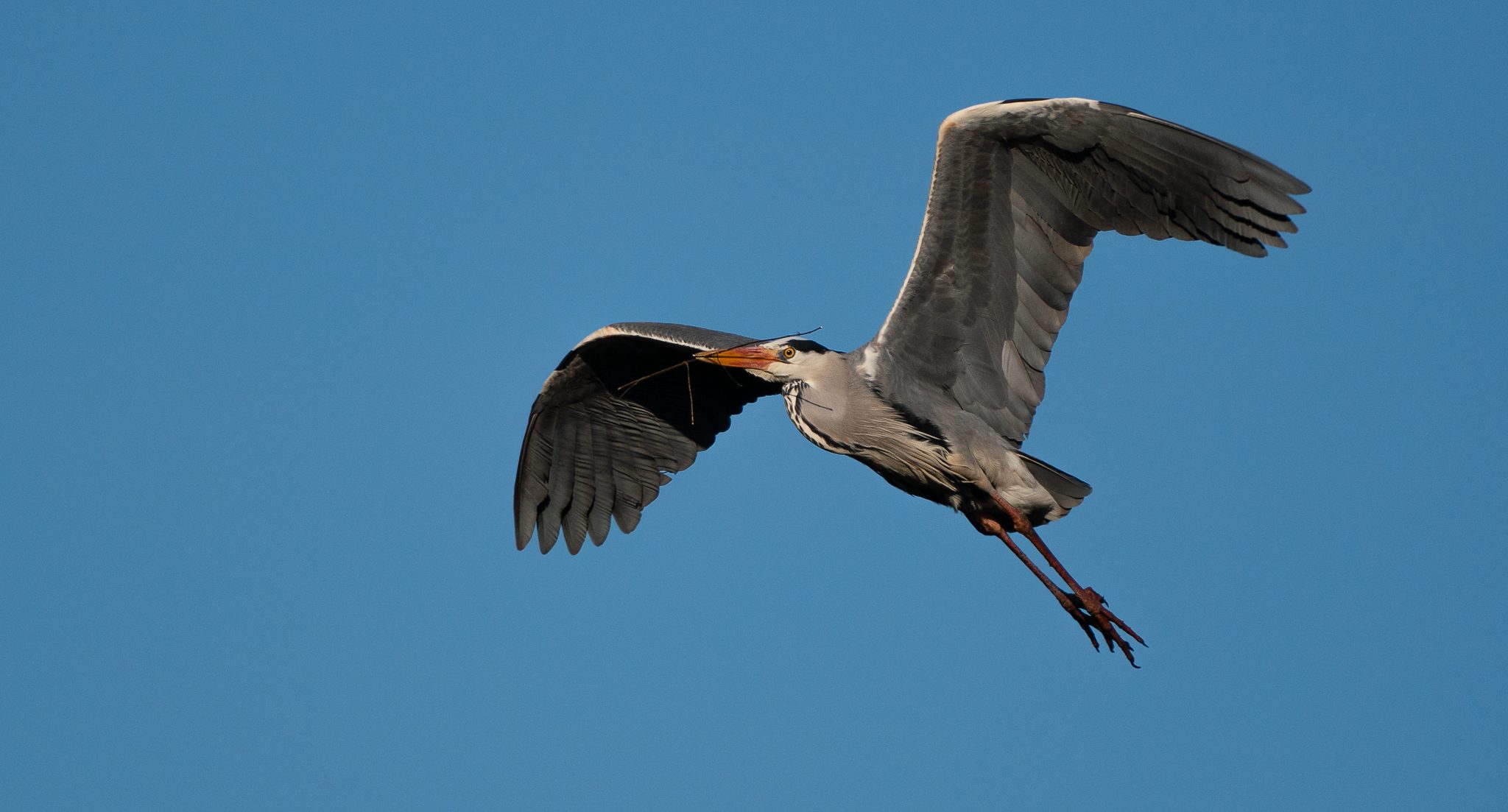 Grey Heron (32 of 94).jpg