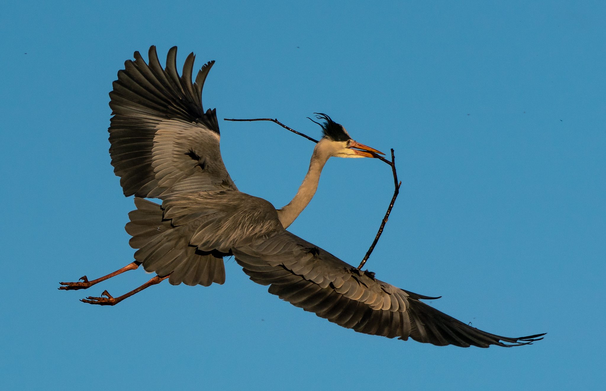 Grey Heron (55 of 77).jpg