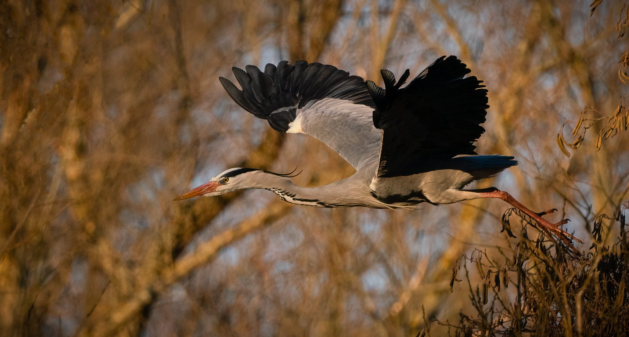 Grey Heron (93 of 94)-Edit.jpg