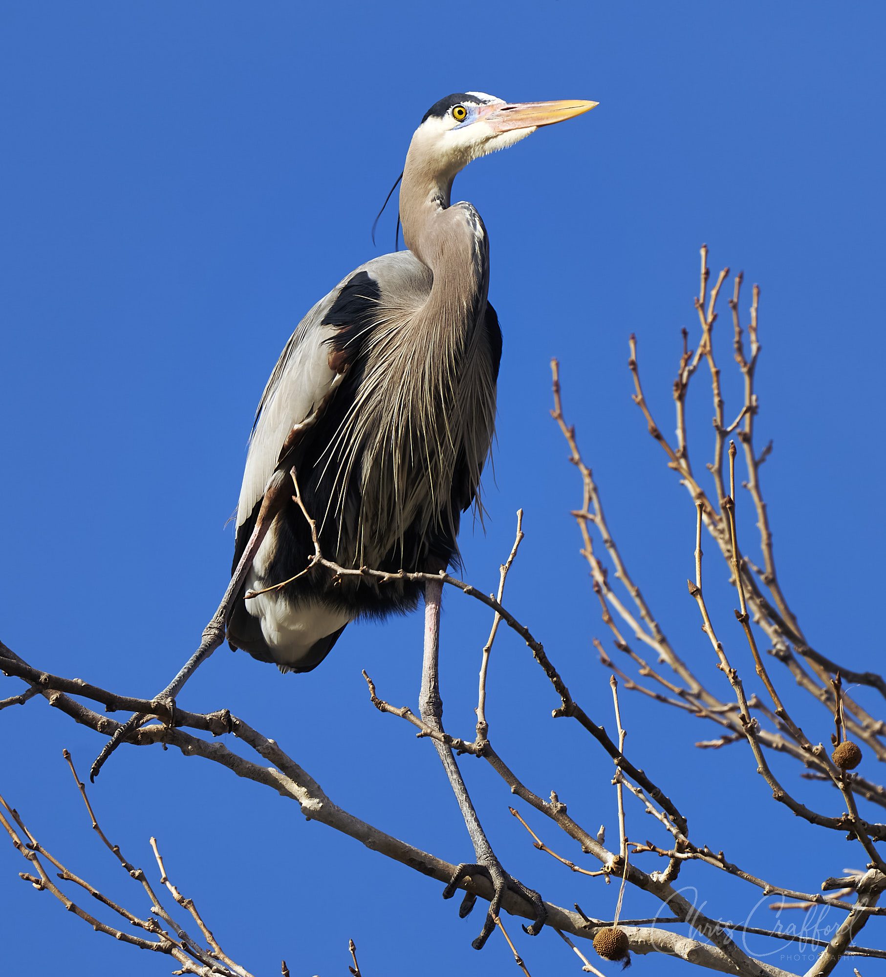 Grey Heron