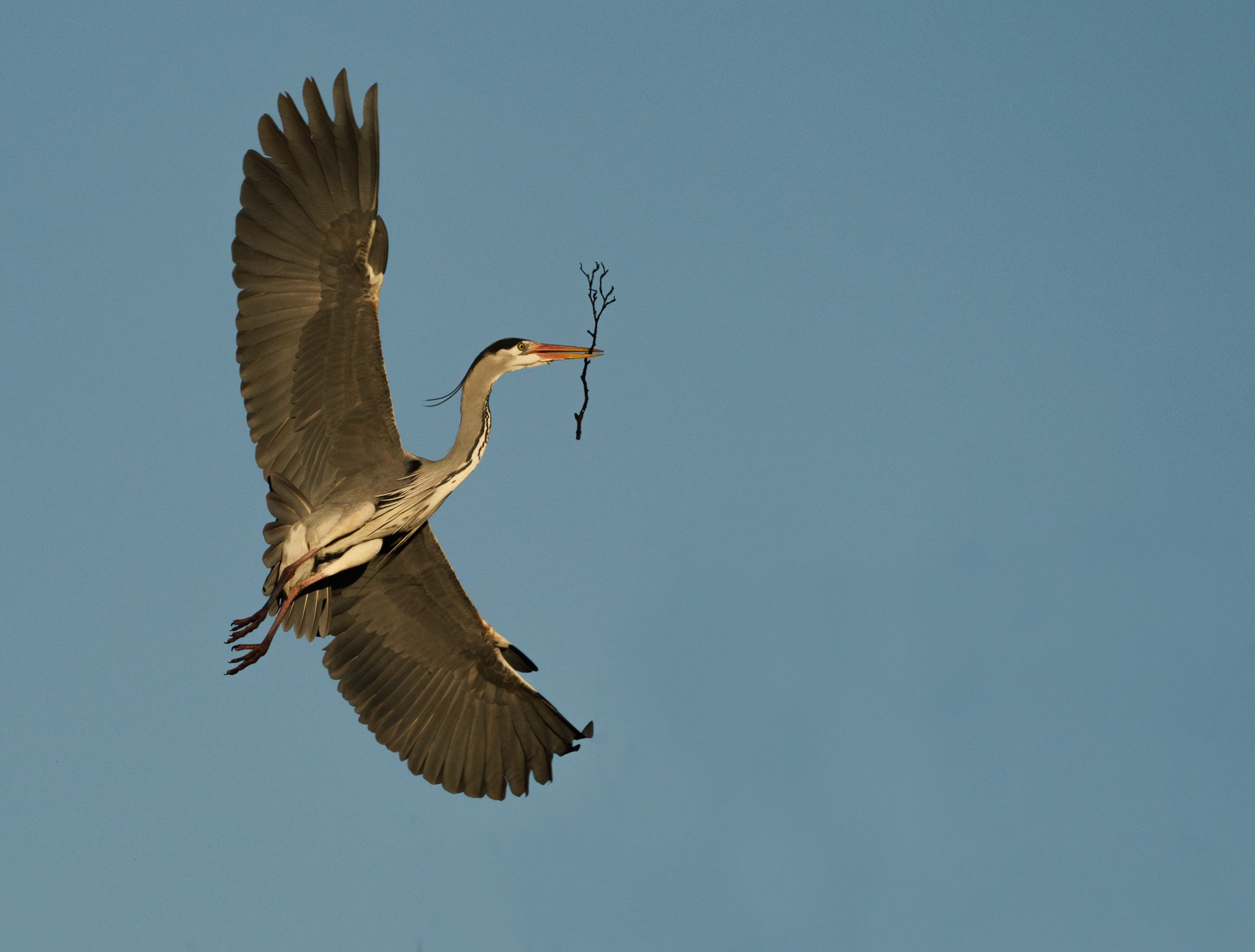 Grey Heron