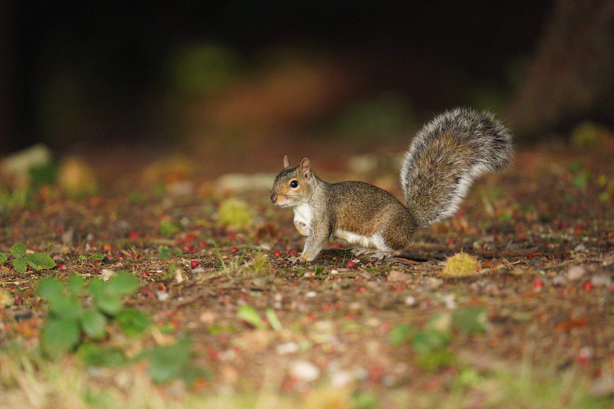 grey-squirrel.jpg