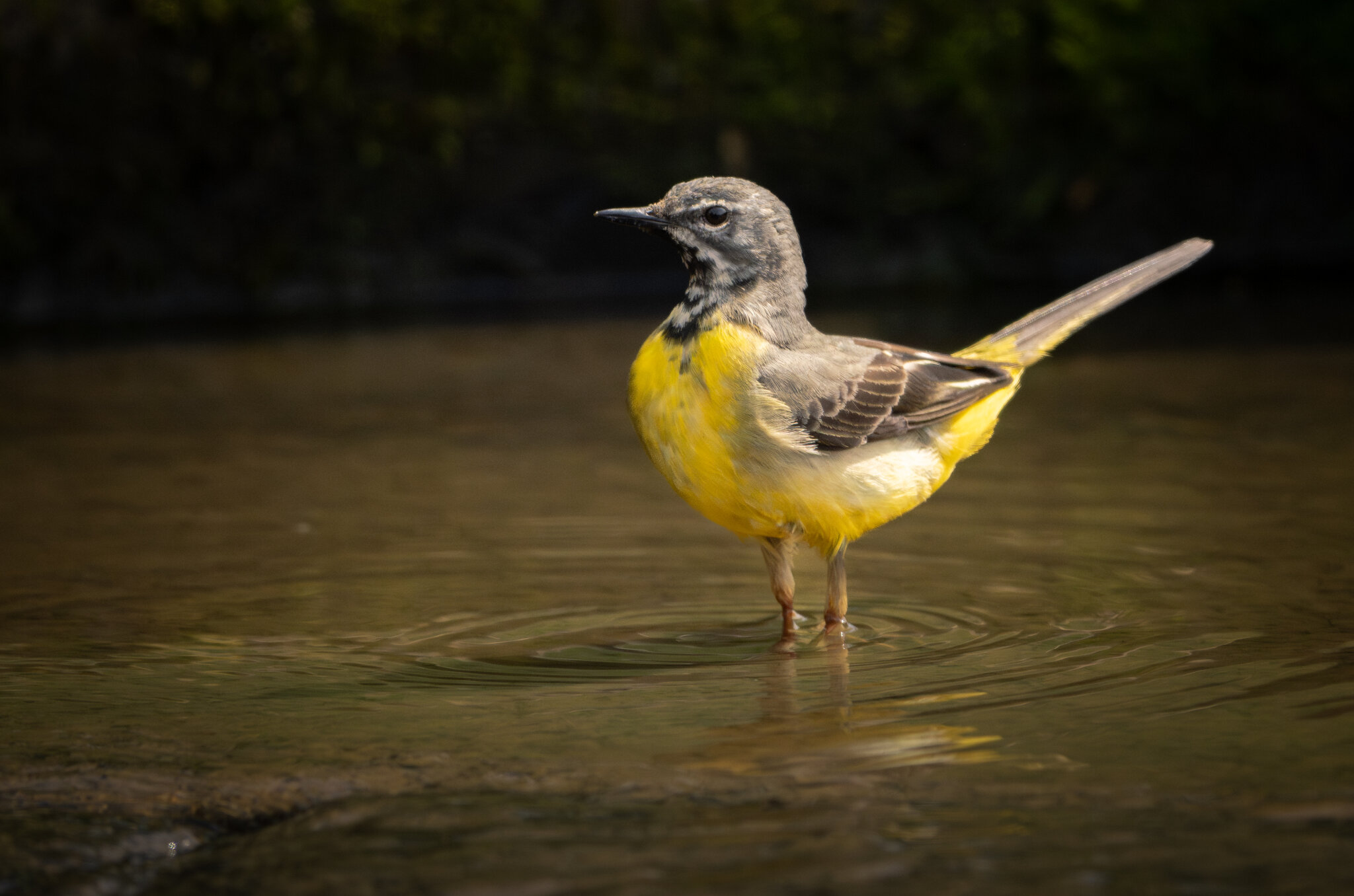 Grey Wagtail-2.jpg