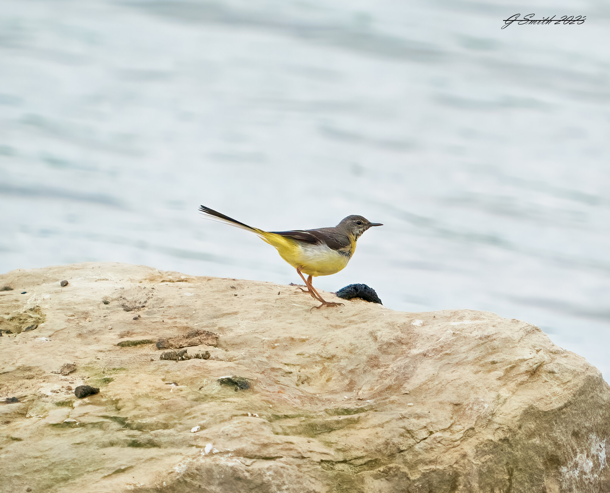 grey wagtail 2023 2 (2).jpg