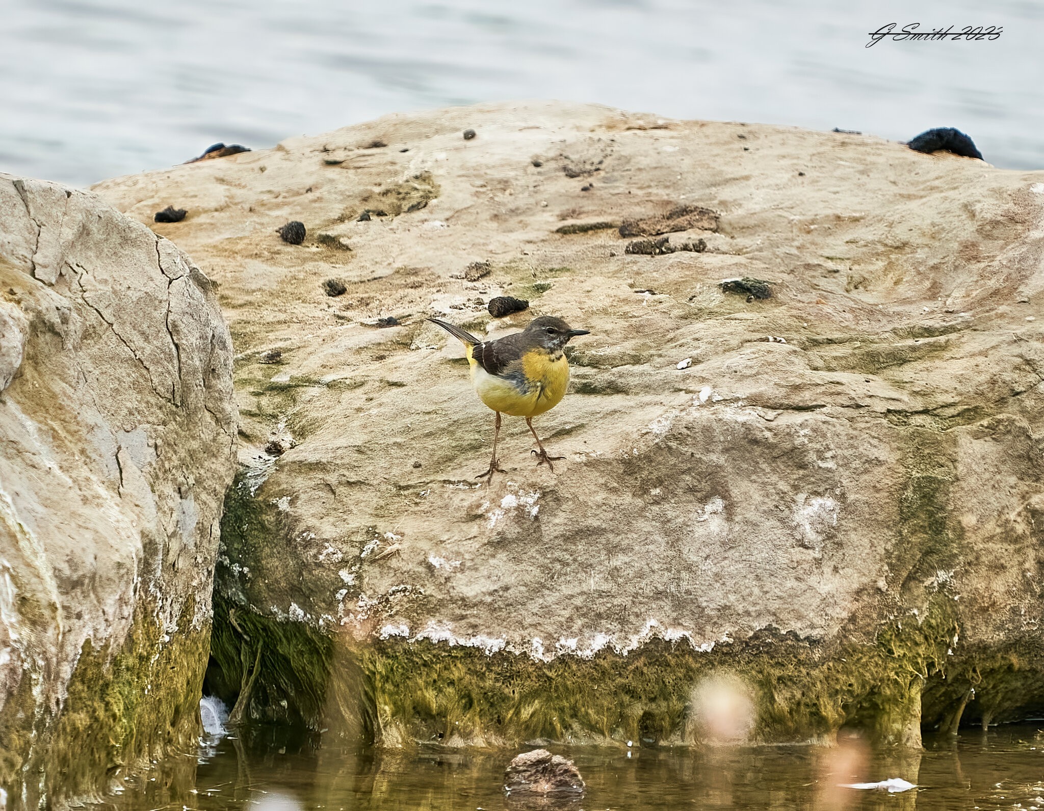 grey wagtail 2023 (2).jpg