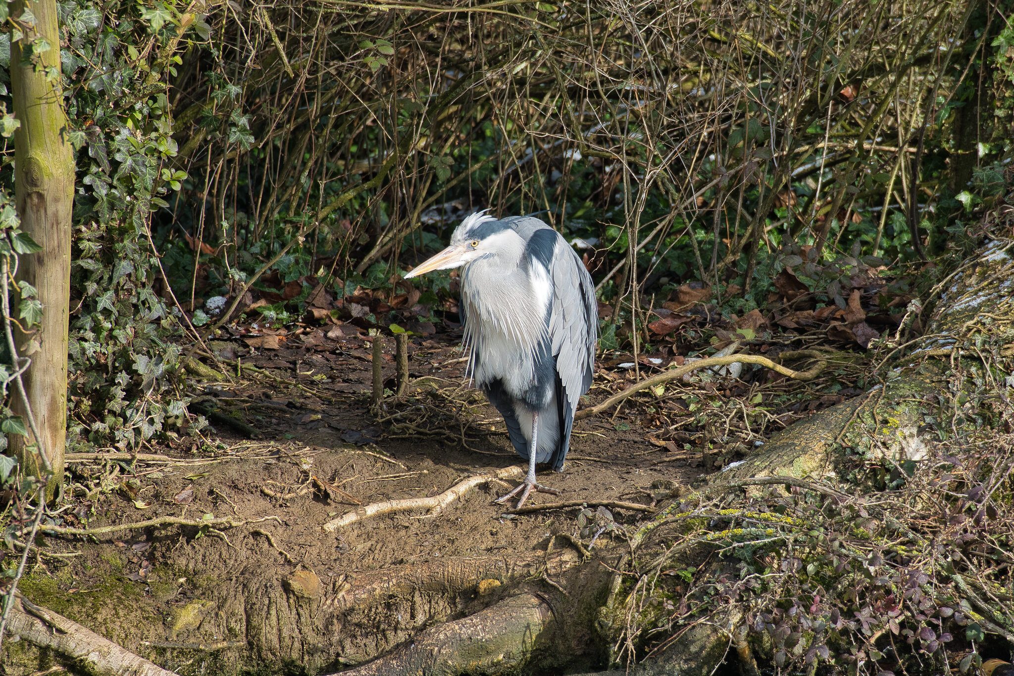 GreyHeron