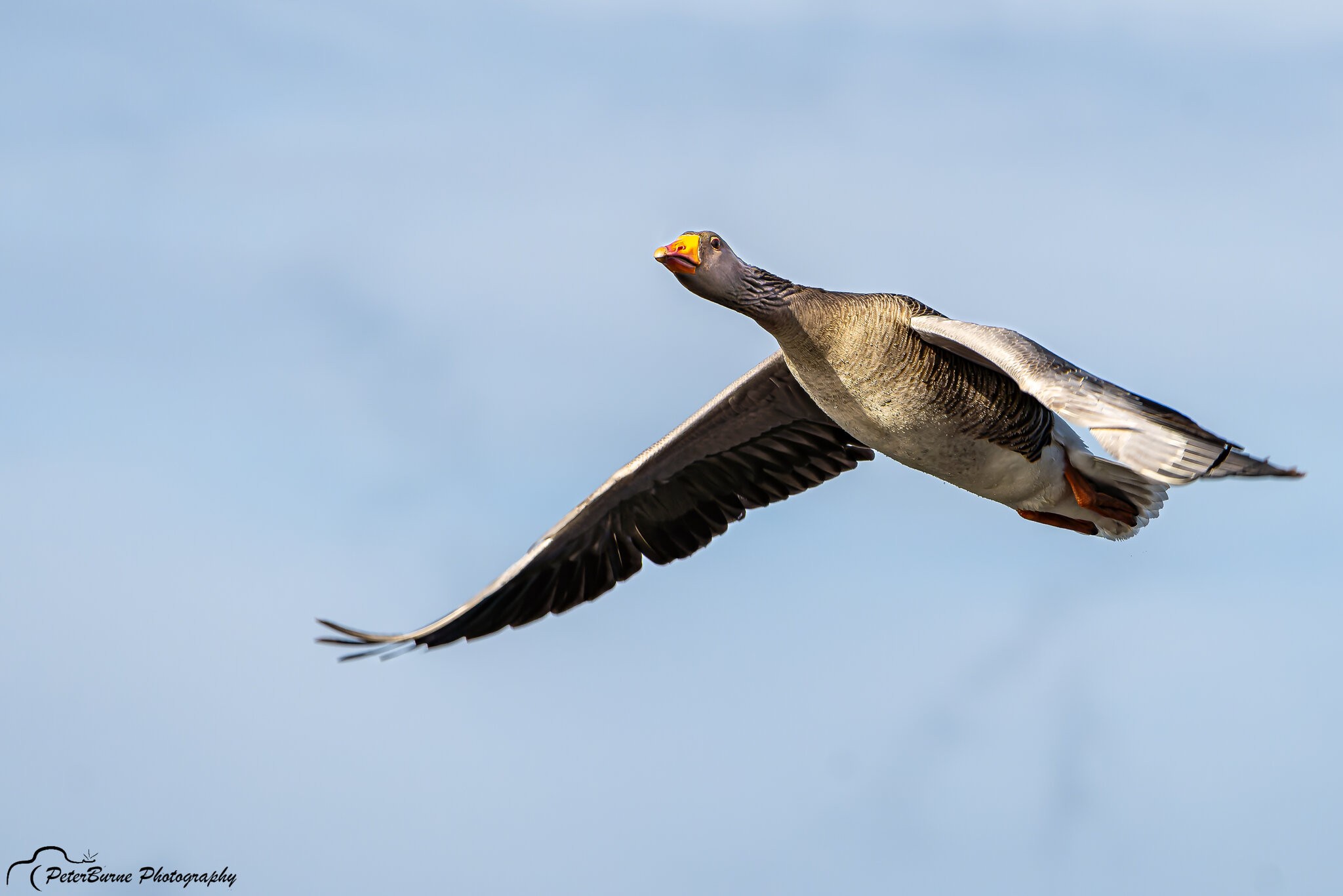 Greyleg Geese in flight-13.jpg