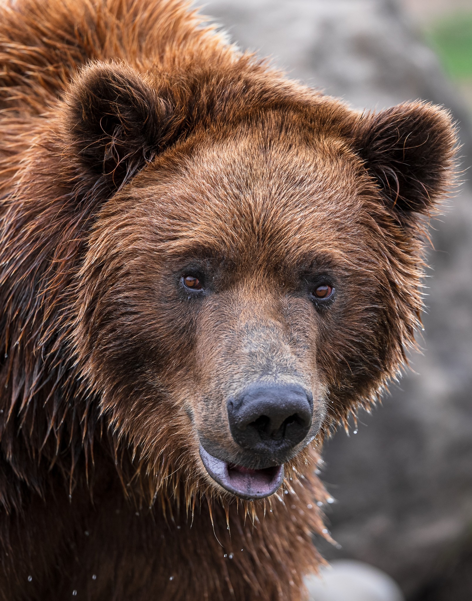 Grizzly Brutus-30.jpg