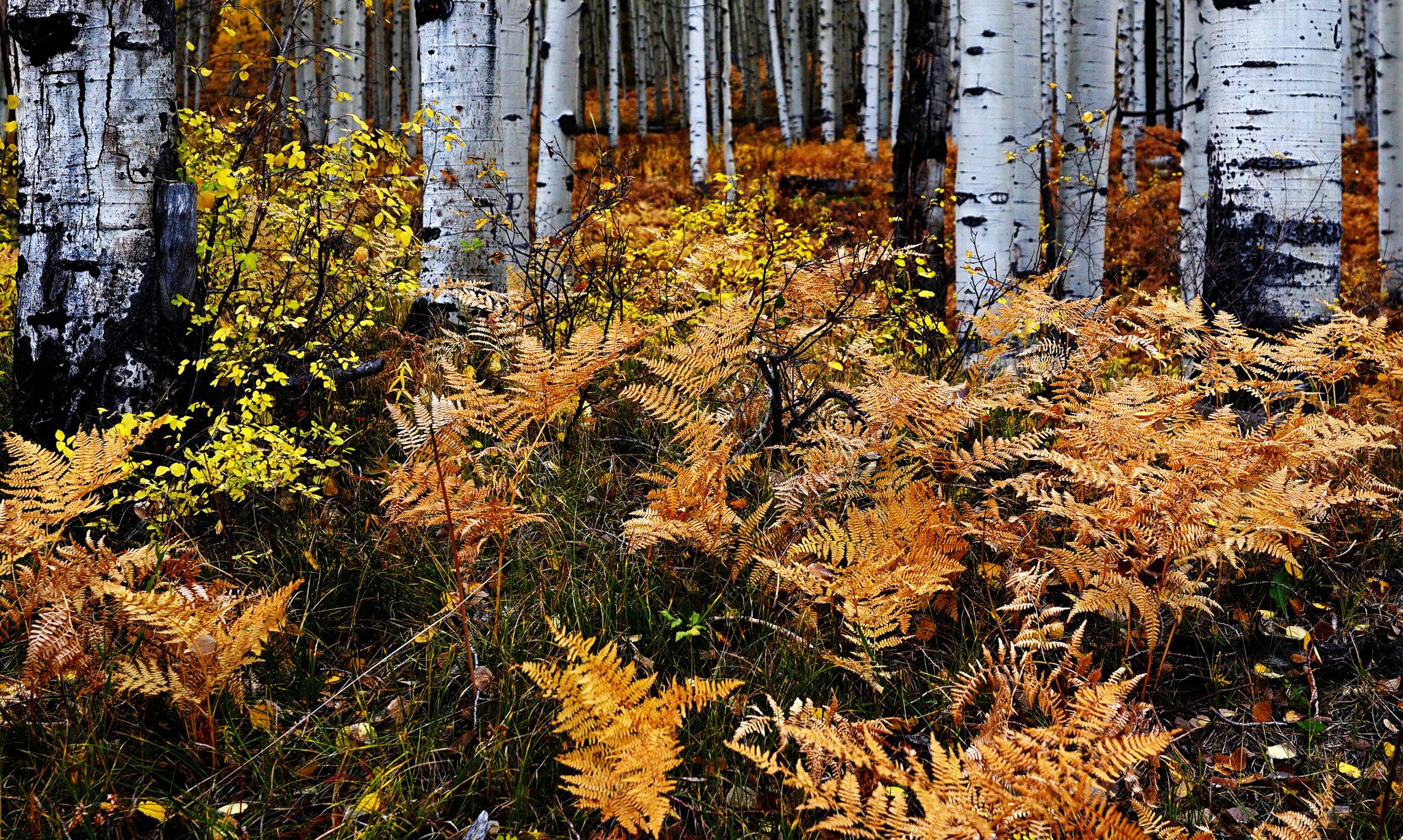 Ground Cover on Kebler Pass near Crested Butte Colorado