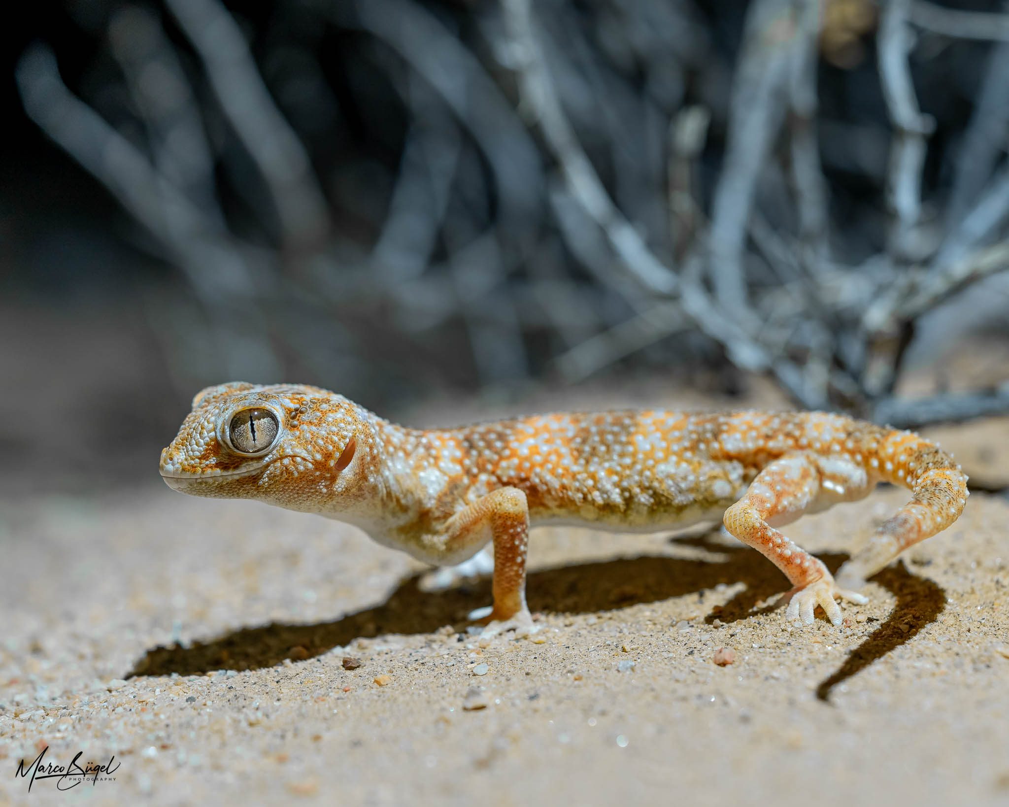 Ground Gecko2020.jpg