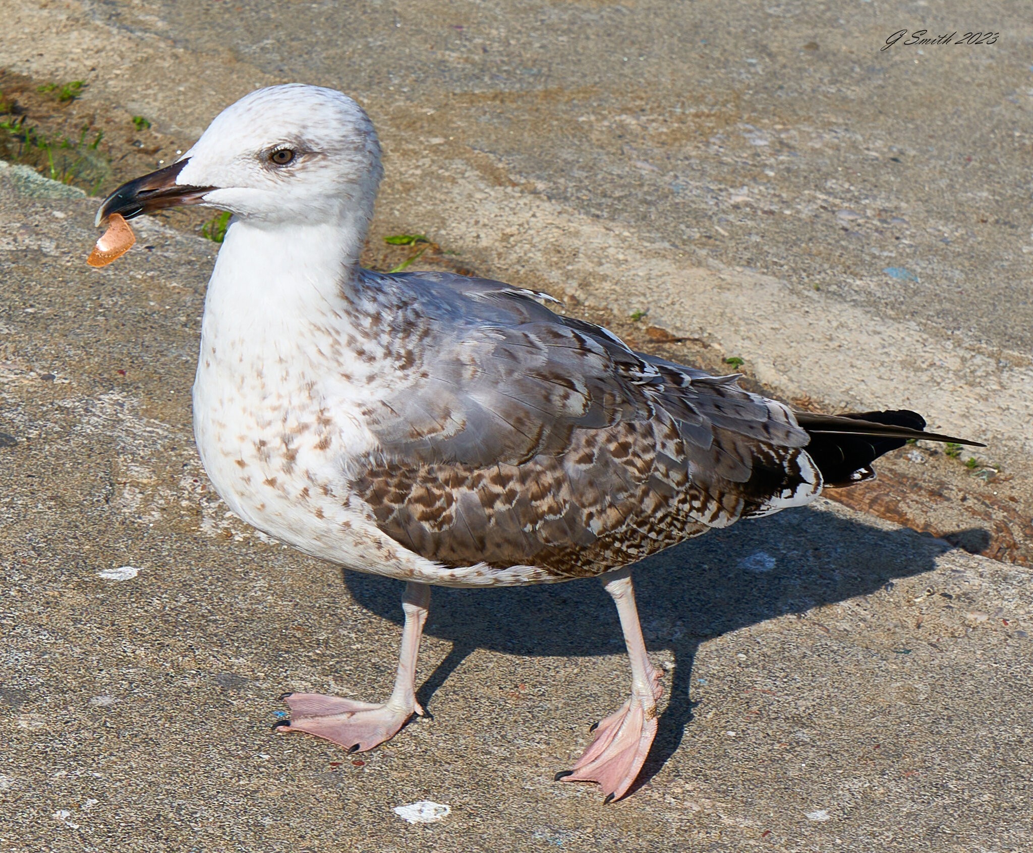 gull 2023 19.jpg