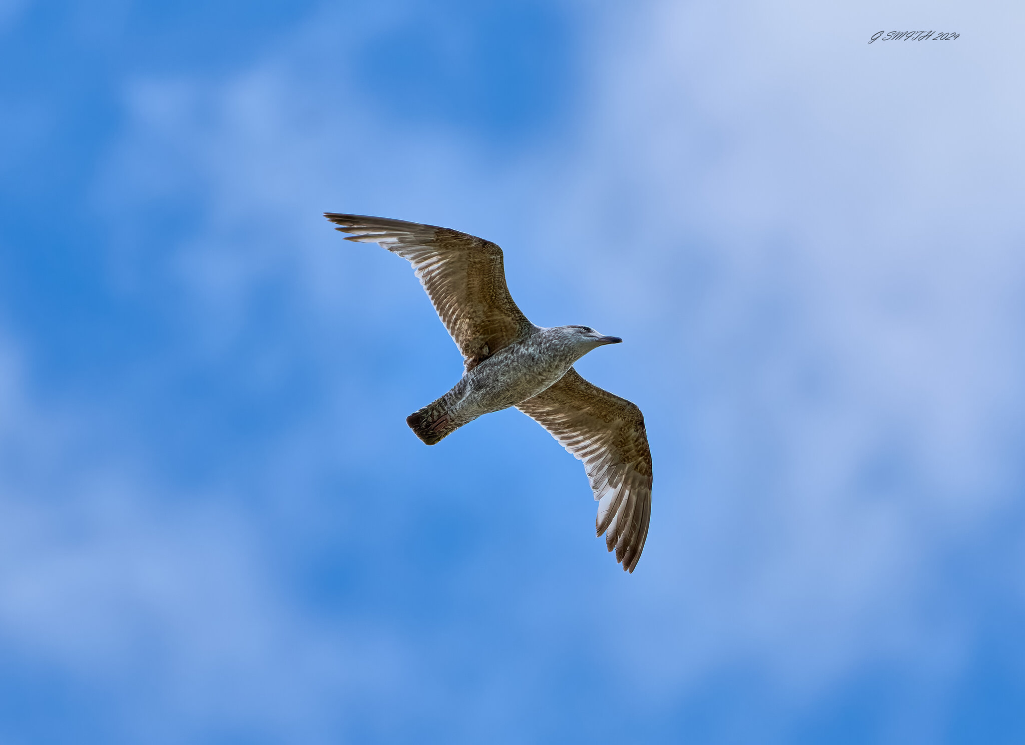 gull 2024 6.jpg