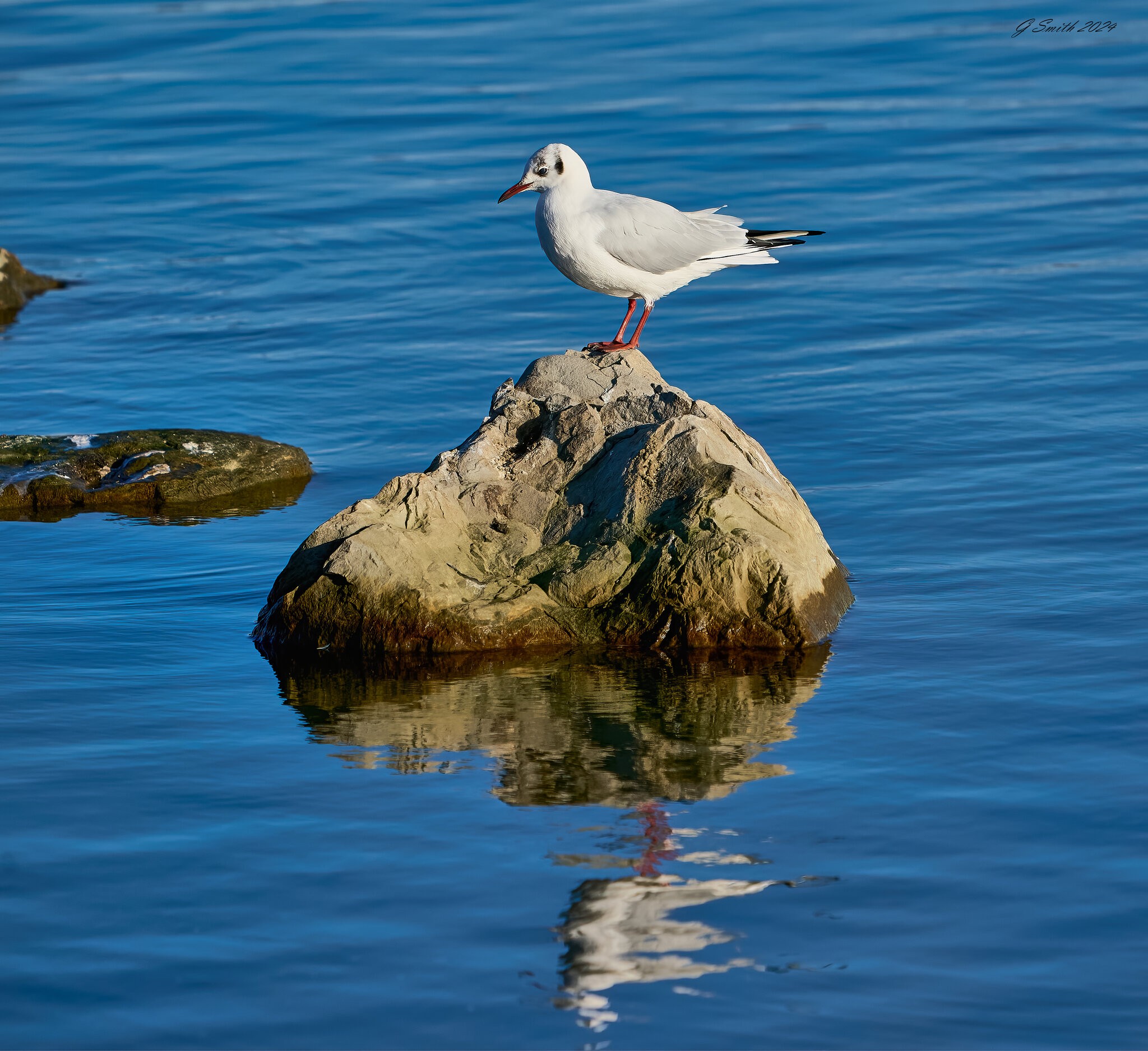 gull 2024.jpg