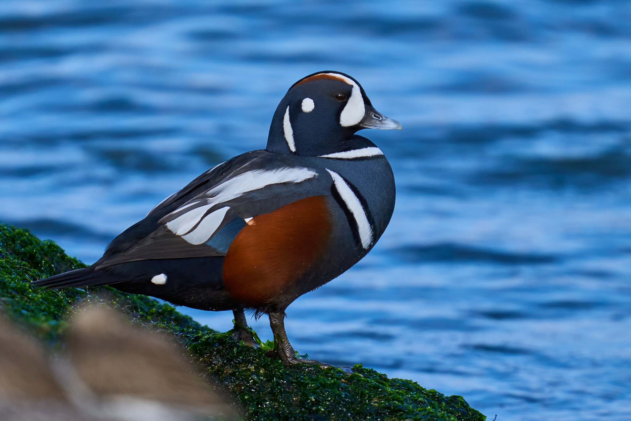 Harlequin Duck - Barnegat Lighthouse - 12302023 - 05- DN.jpg