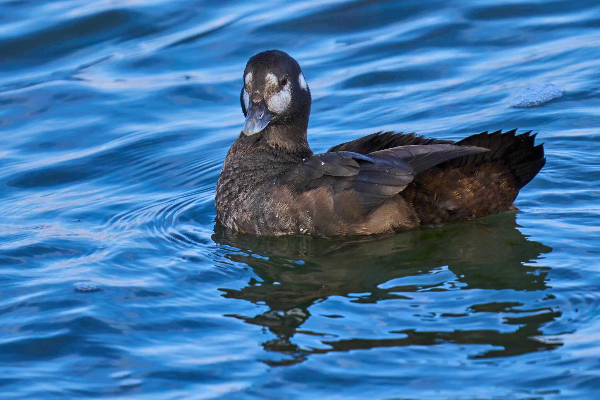 Harlequin Duck - Barnegat Lighthouse - 12302023 - 07- DN.jpg