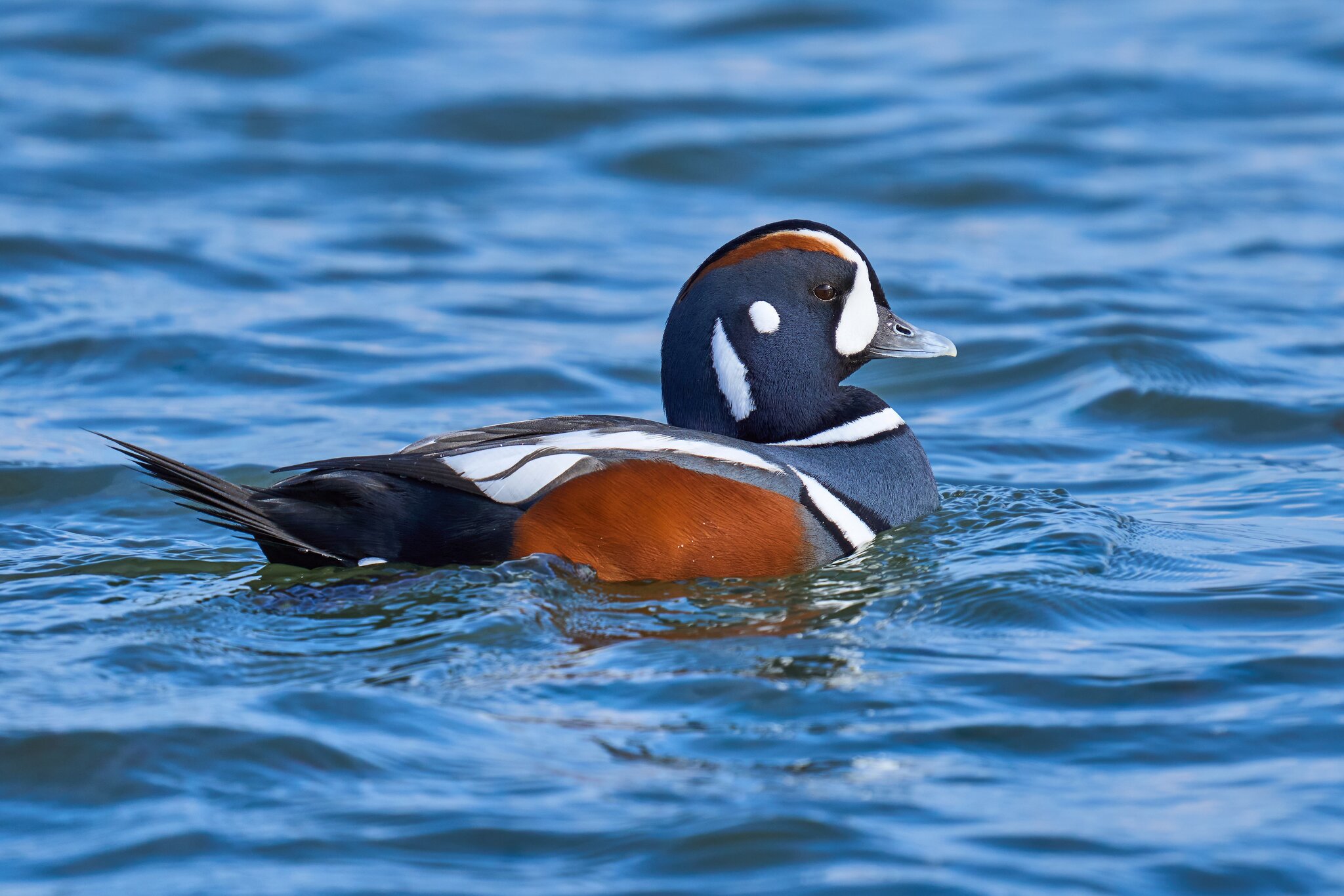 Harlequin Duck - Barnegat Lighthouse - 12302023 - 14- DN.jpg